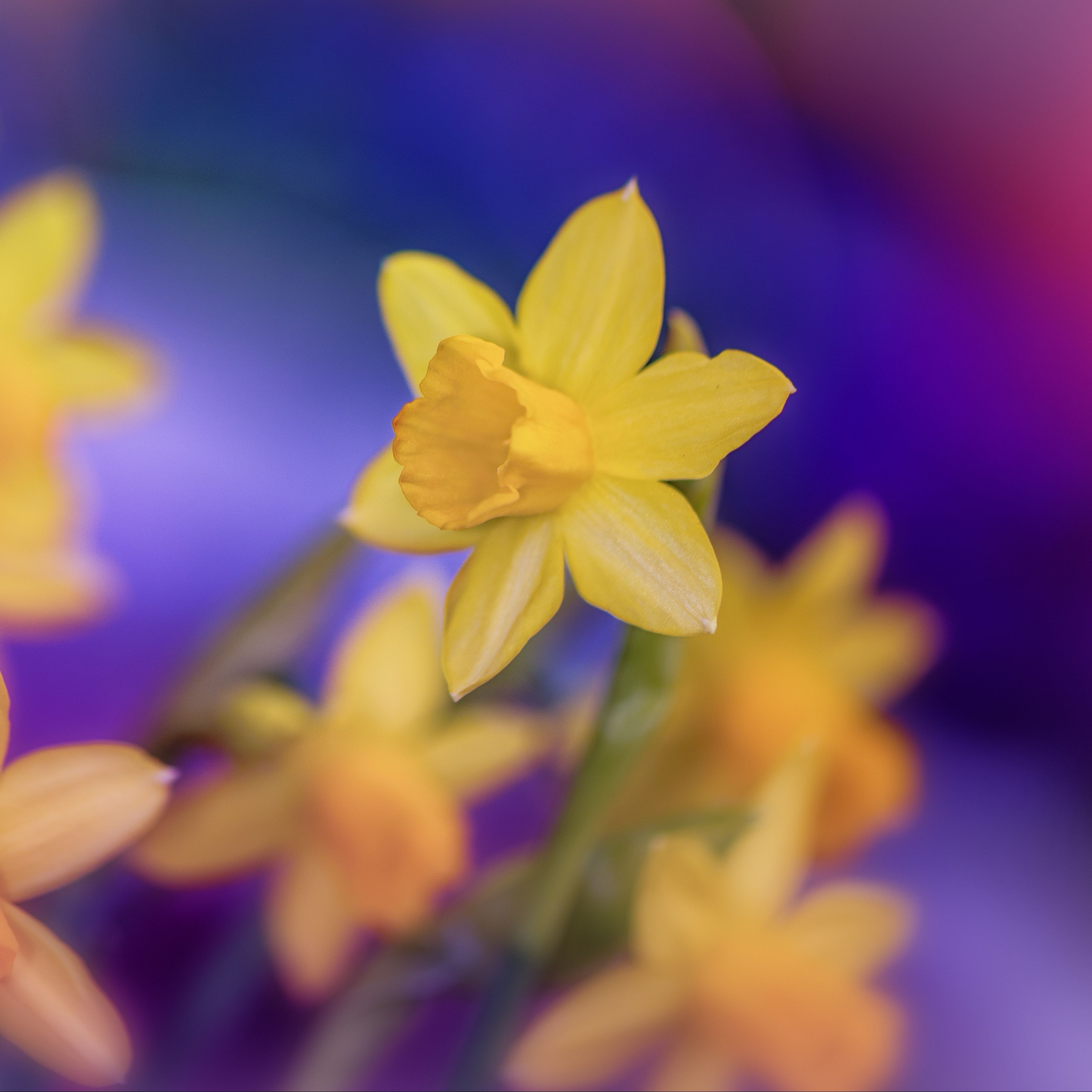 Download wallpaper 3415x3415 daffodils, flowers, yellow, macro