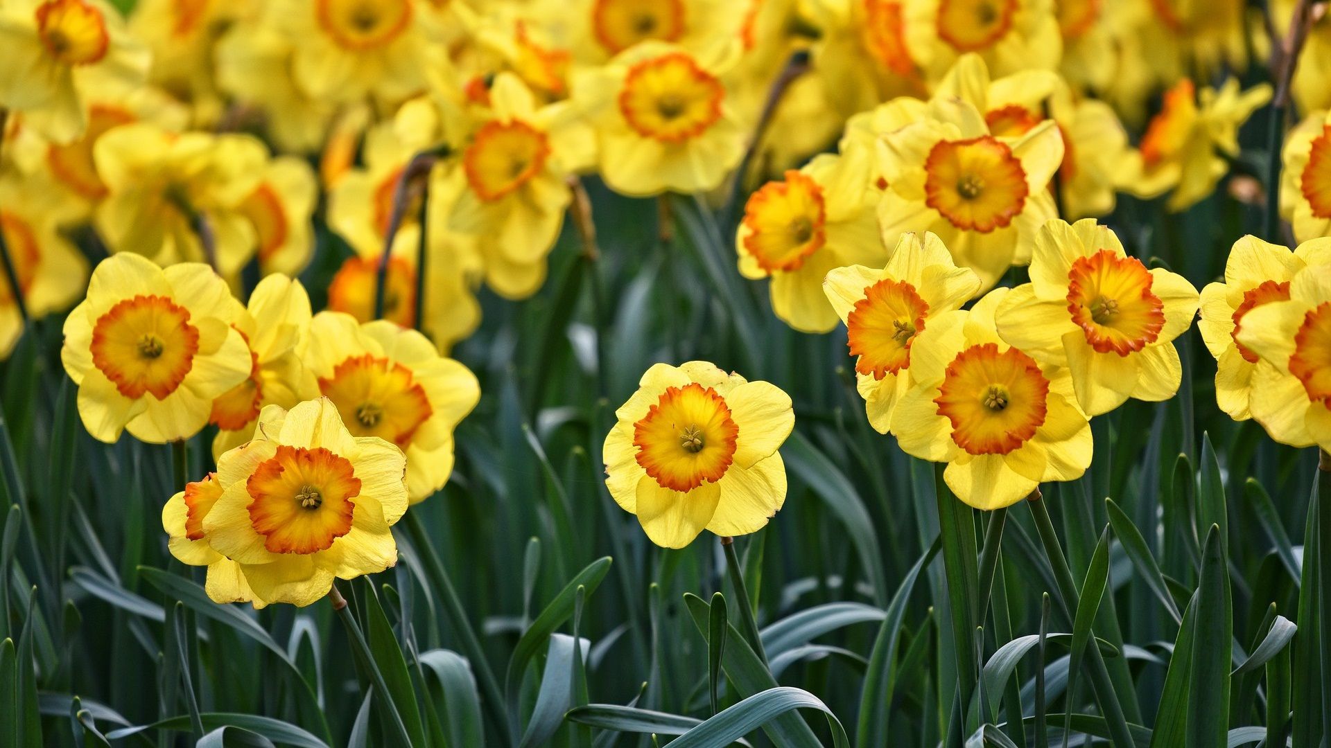 Wallpaper Yellow daffodils flowering, spring 1920x1200 HD Picture