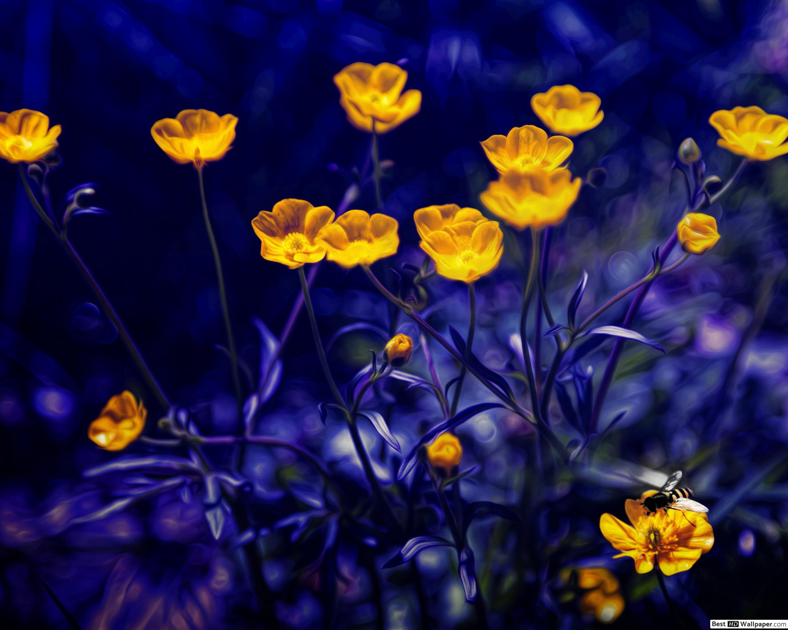 Yellow daffodil flowers HD wallpaper download