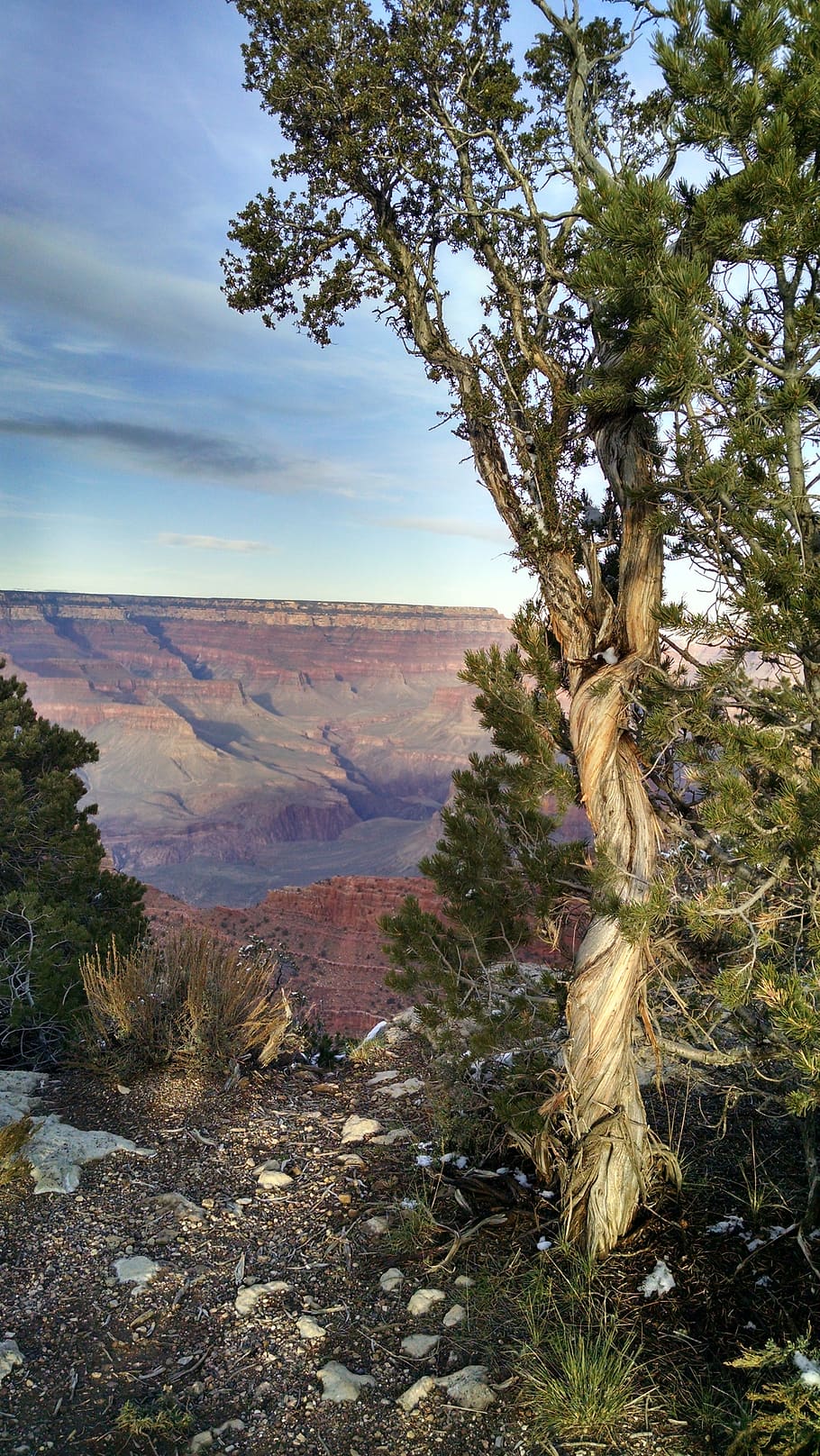HD wallpaper: grand canyon south rim, twisted tree at grand canyon