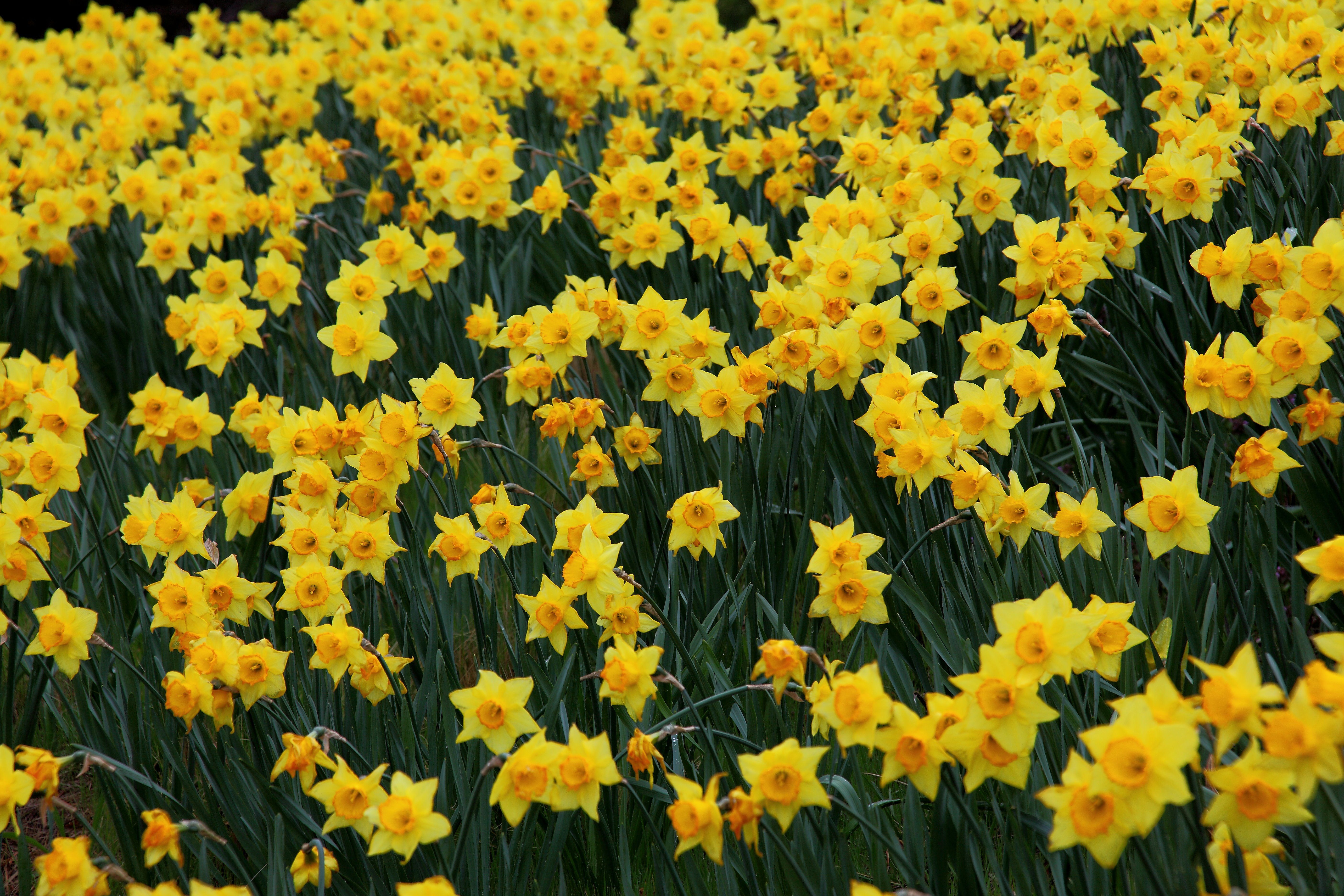 Free Daffodil, Download Free
