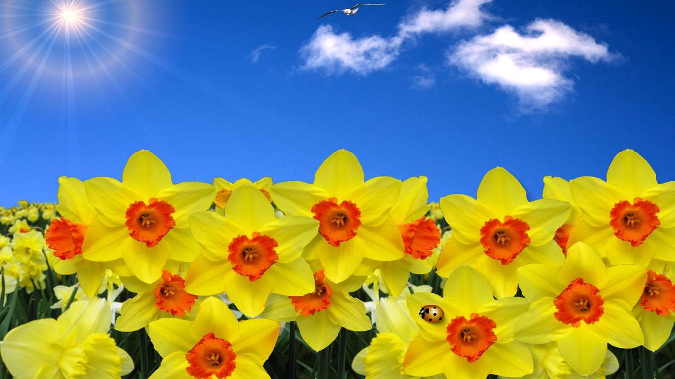 daffodils for your garden
