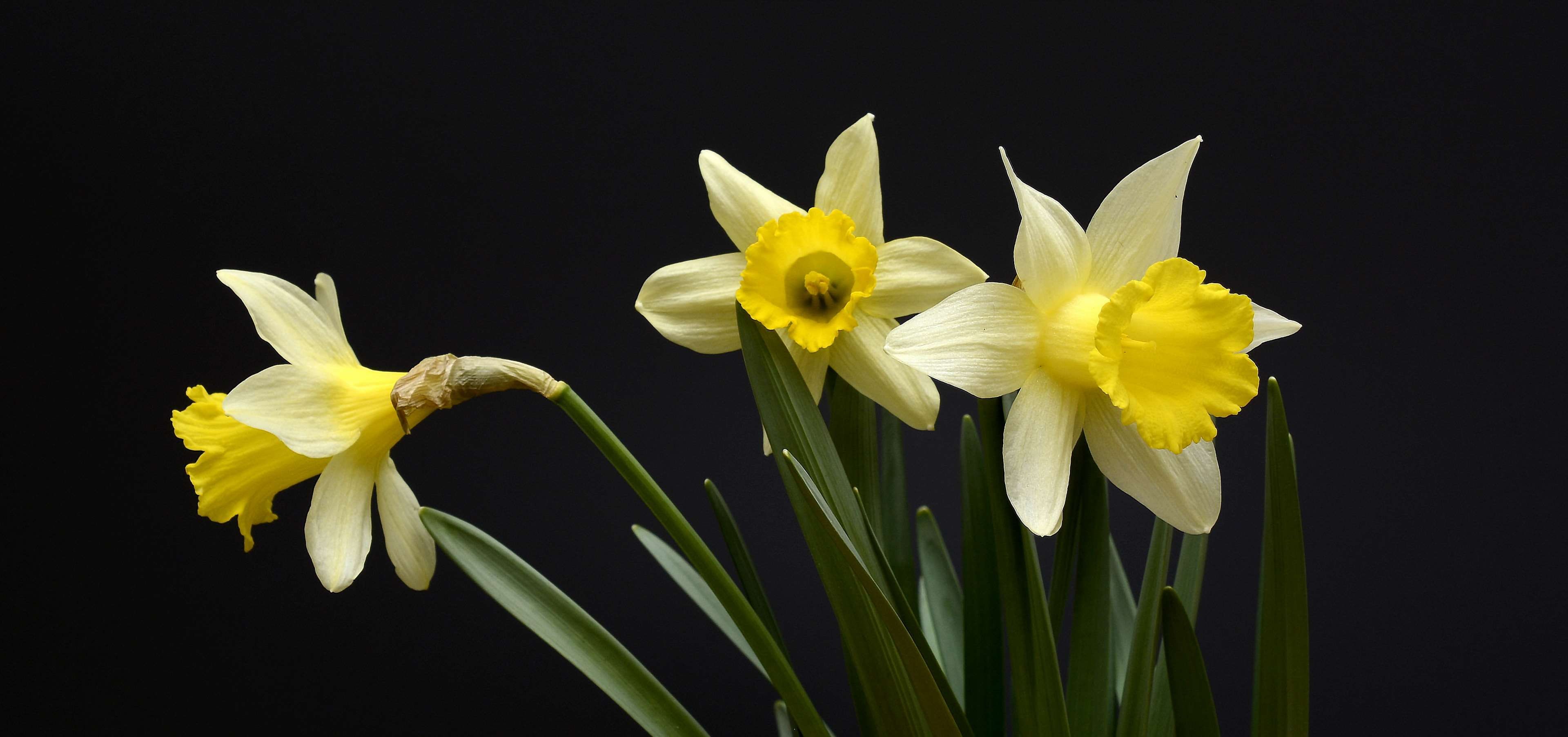 Daffodil, daffodils, flowers, harbinger of spring, narcissus