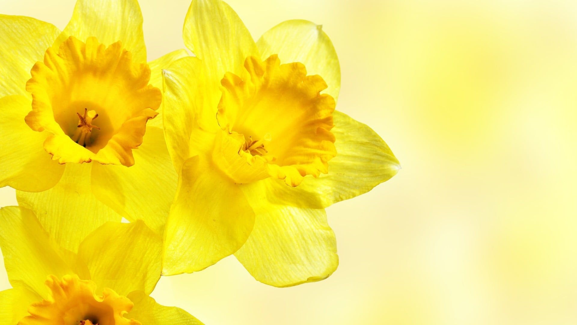 Yellow daffodil flowers, daffodils, flowers, yellow flowers HD