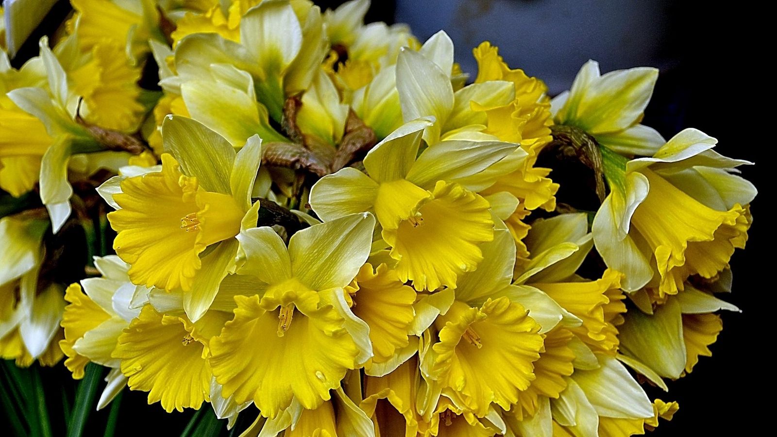 Download wallpaper 1600x900 daffodils, flowers, flower, yellow