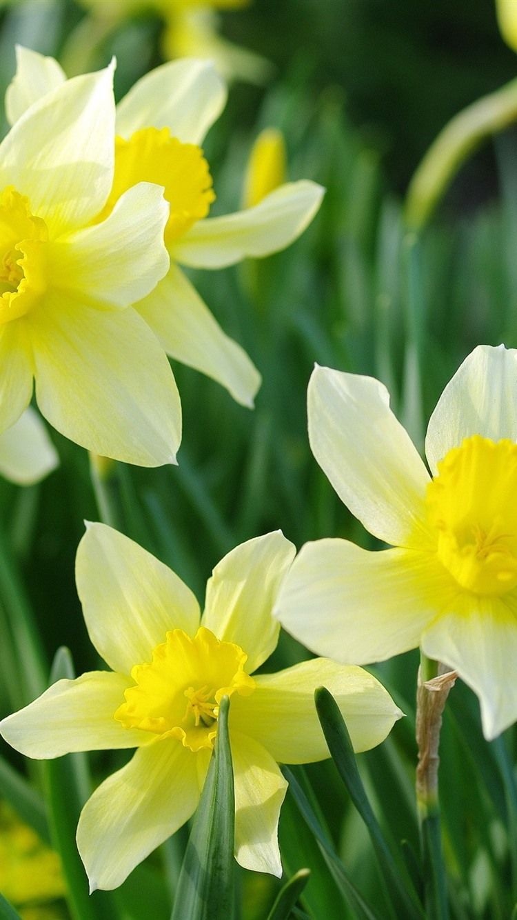 Yellow Daffodils, Spring, Flowers Bloom 750x1334 IPhone 8 7 6 6S