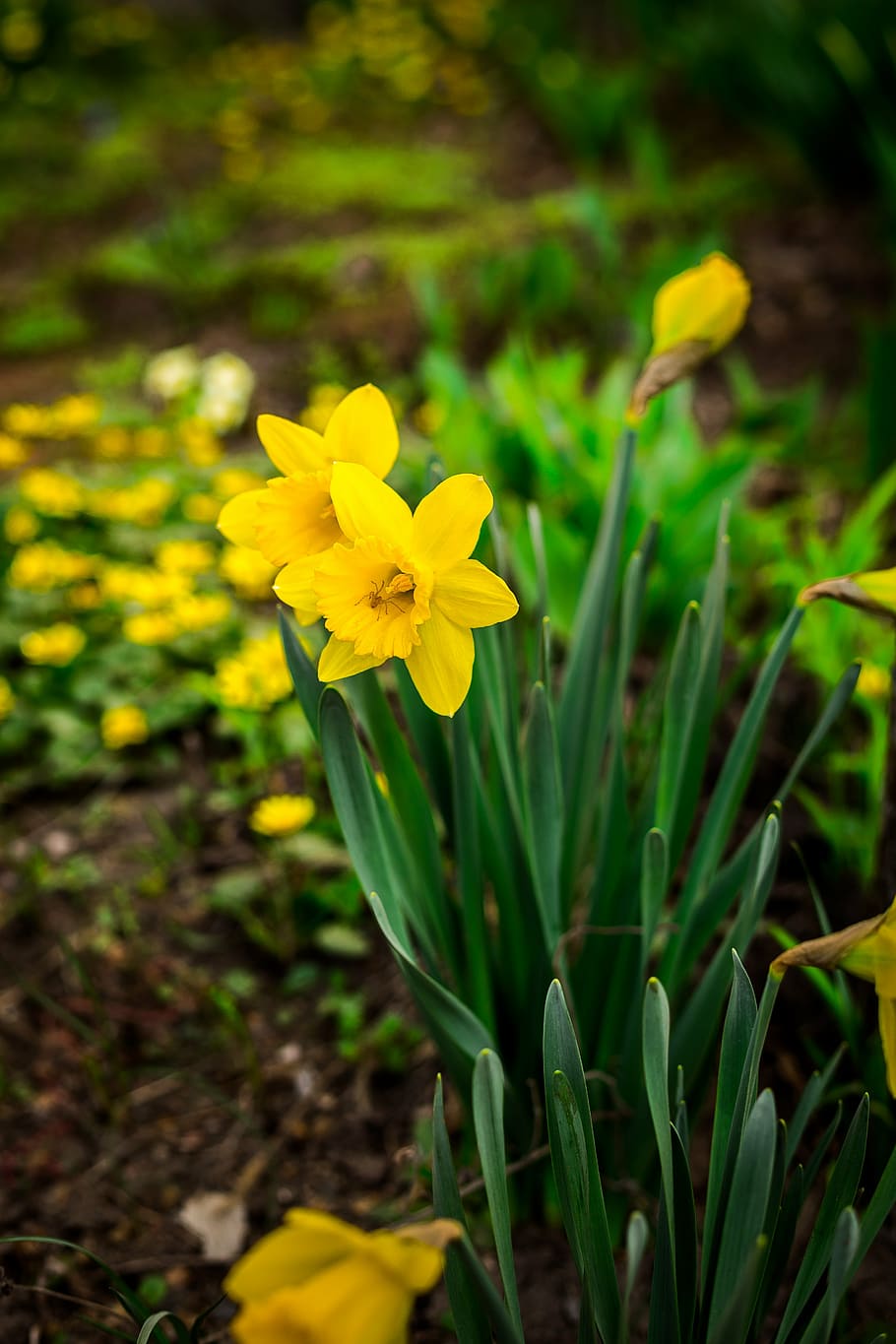 HD wallpaper: daffodils, flowers, spring, grass, yellow, bud