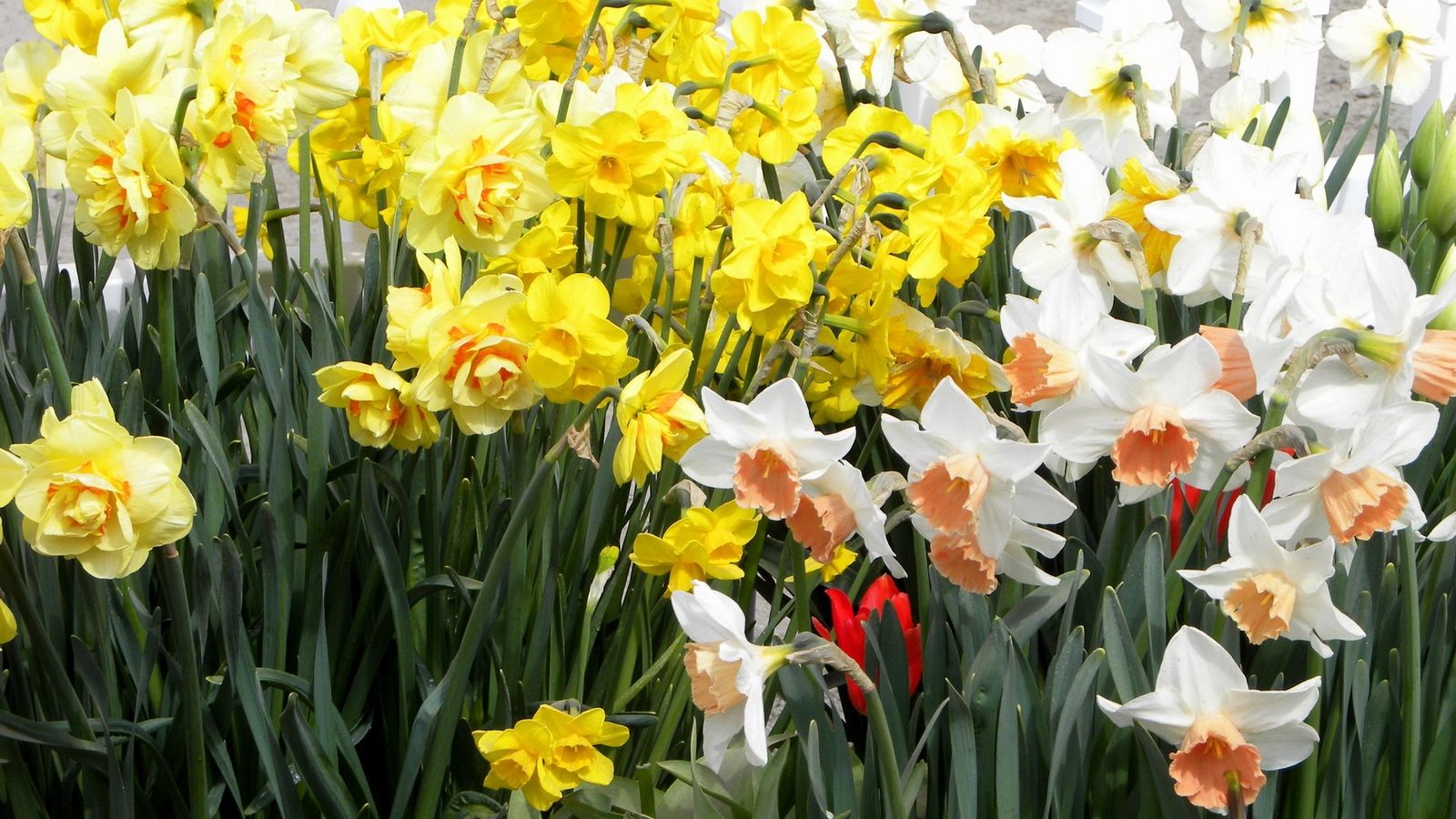 Download wallpaper 1600x900 daffodils, flowers, white, yellow