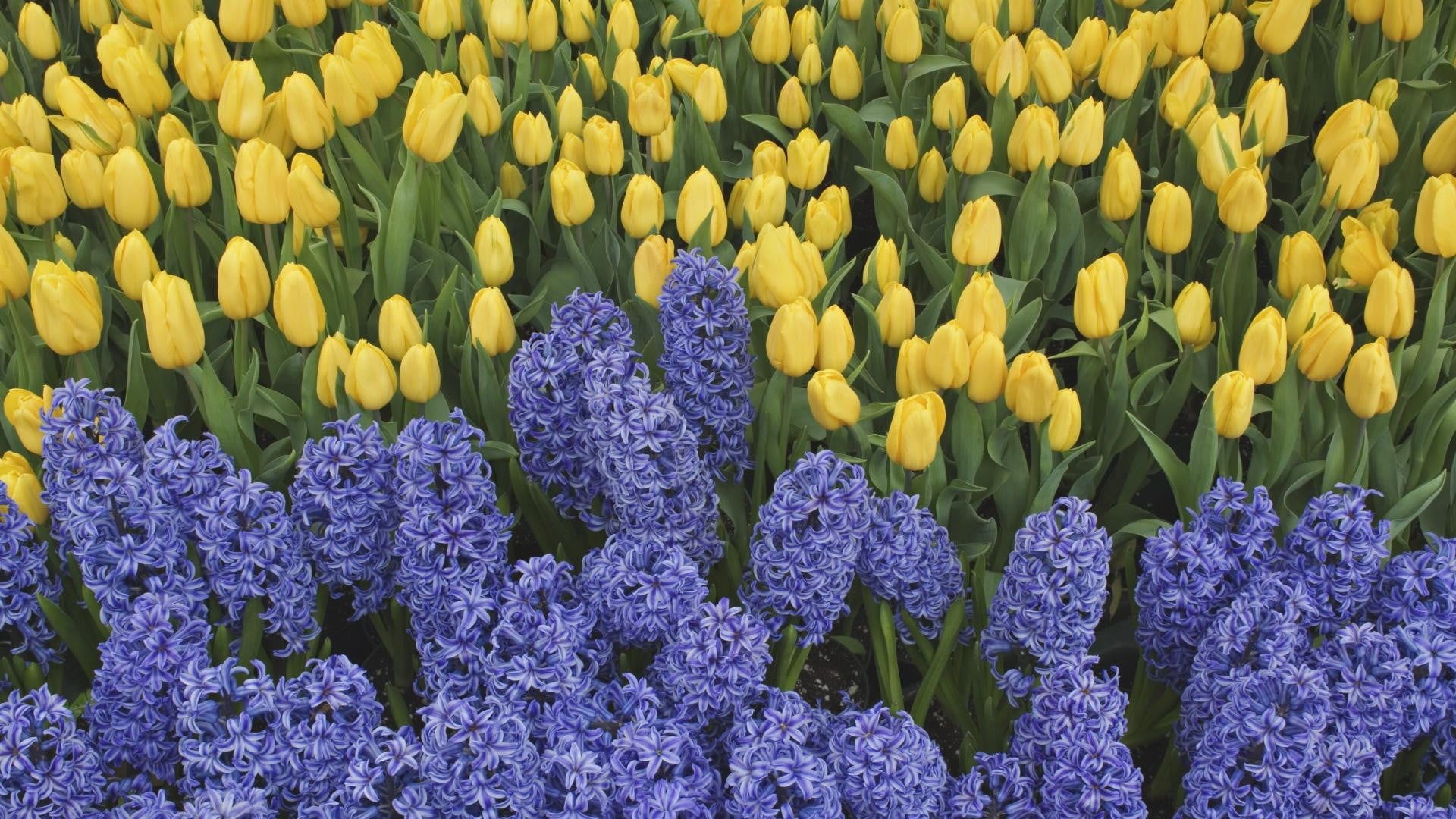 Purple Hyacinth And Yellow Tulip Flowers In Bloom Close Up Photo