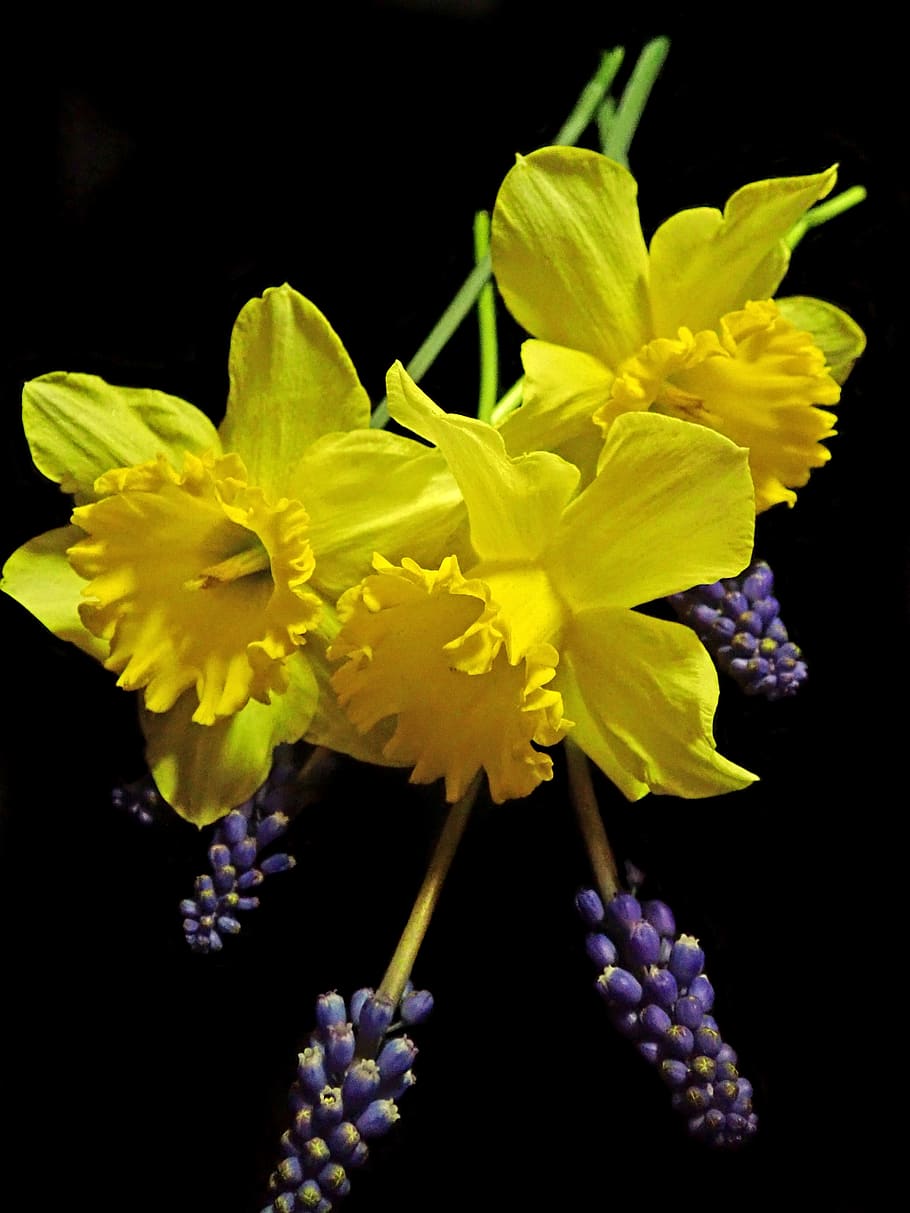 HD wallpaper: daffodils, hyacinths, flowers, garden, nature