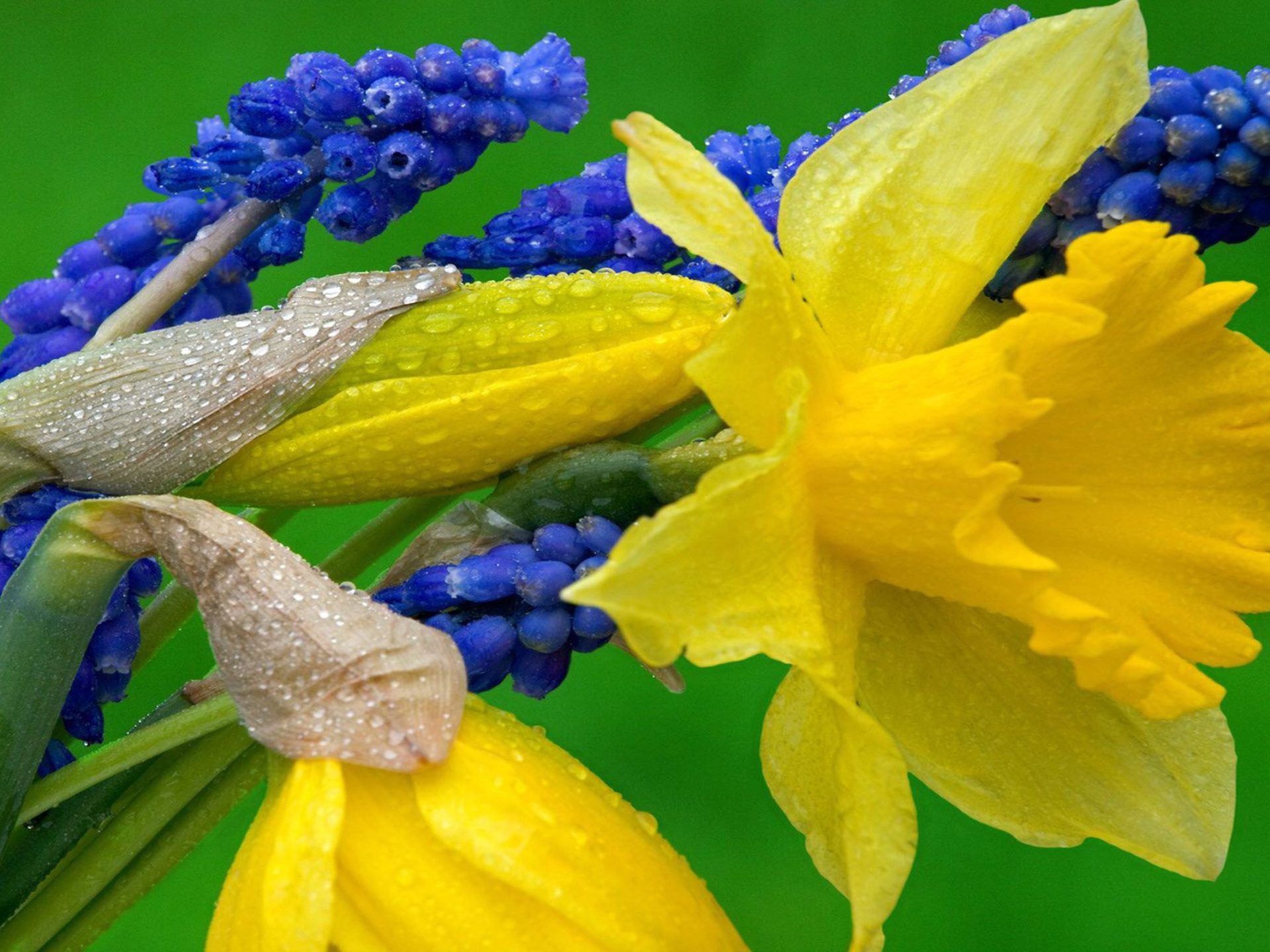 Grape Hyacinth and Narcissus Yellow and blue flowers Wallpaper HD