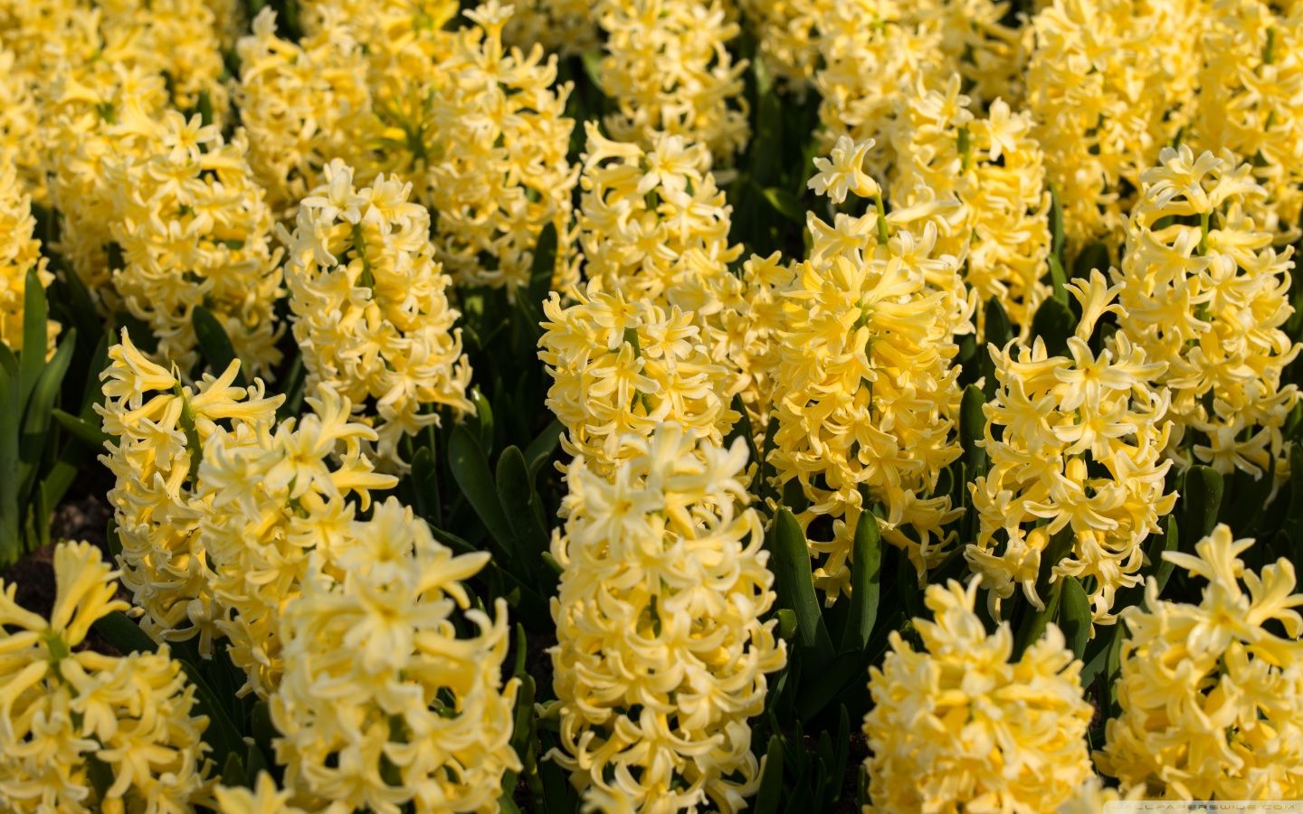 Yellow Hyacinths Flowers, Spring Ultra HD Desktop Background