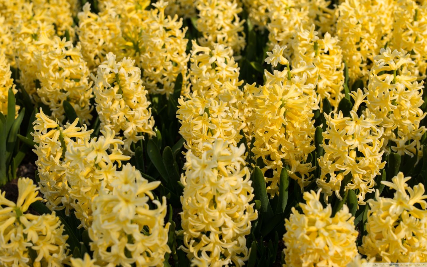 Yellow Hyacinths Flowers Wallpapers Wallpaper Cave