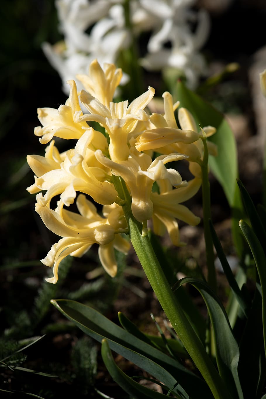 Yellow Hyacinths Flowers Wallpapers Wallpaper Cave