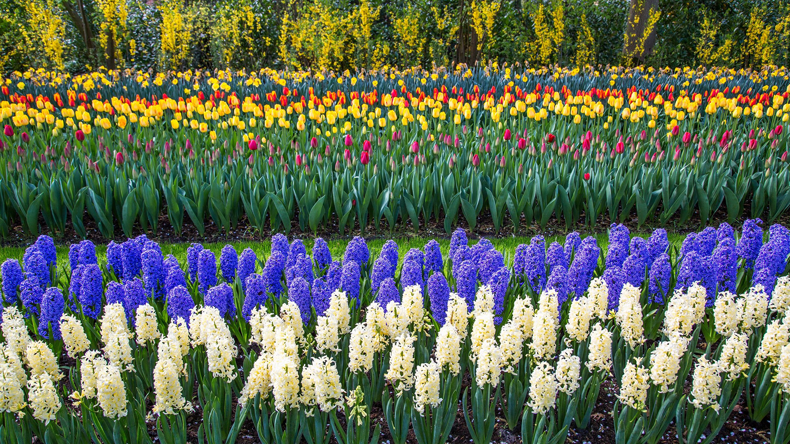 image Netherlands Keukenhof tulip Parks Flowers Hyacinths 2560x1440