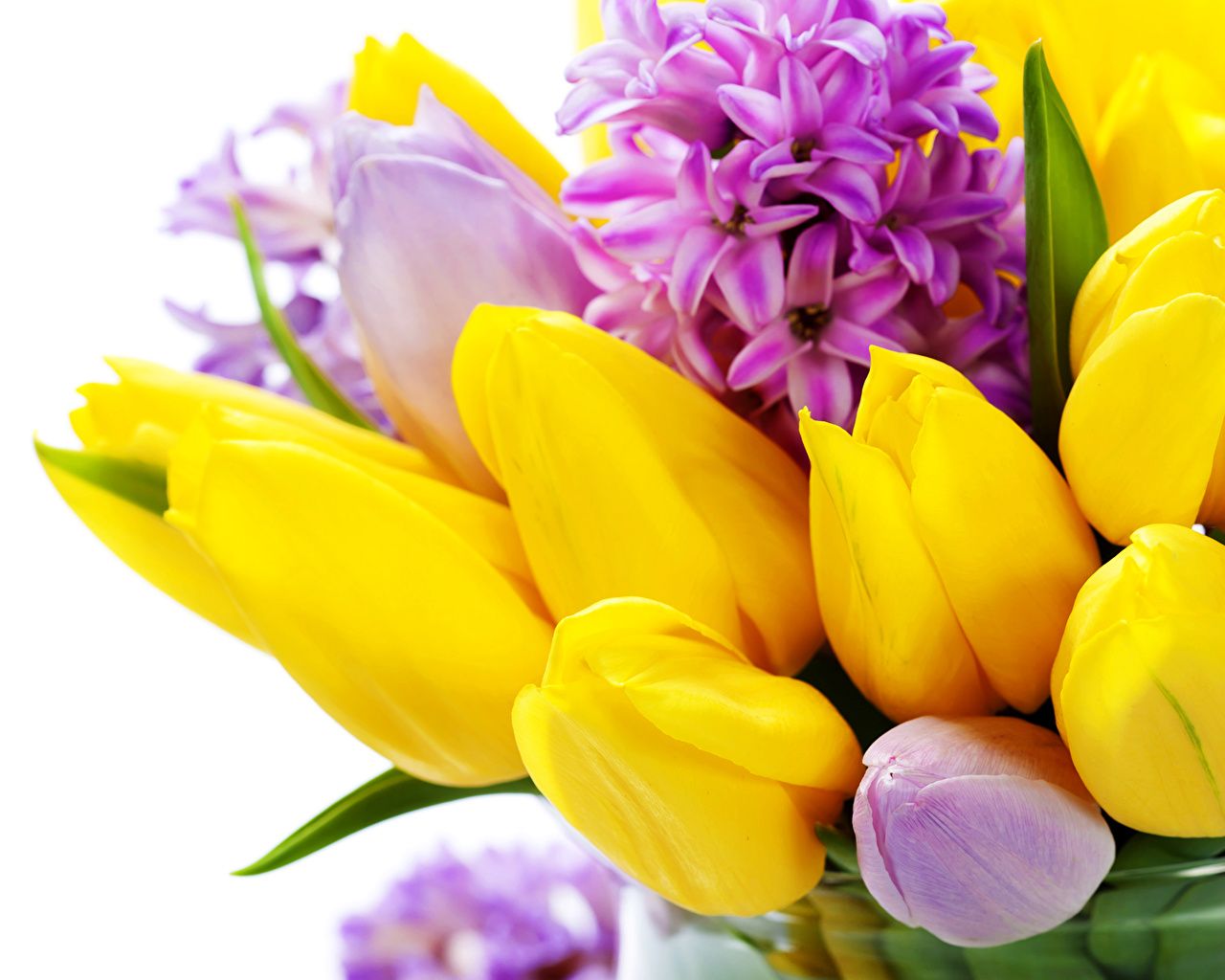 Photos Yellow Tulips flower Hyacinths Closeup