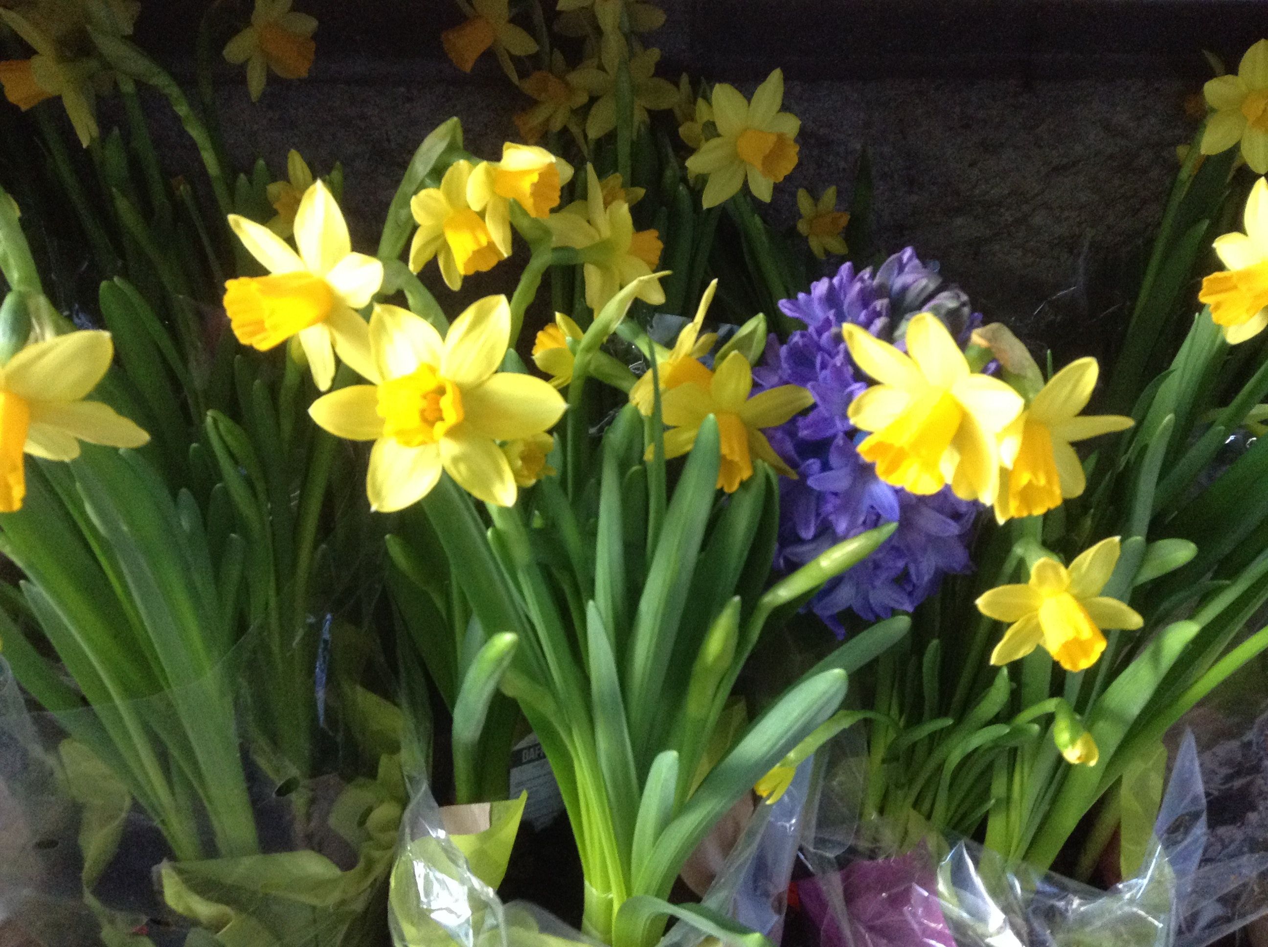 Free of daffodil, flowers spring hyacinth, yellow