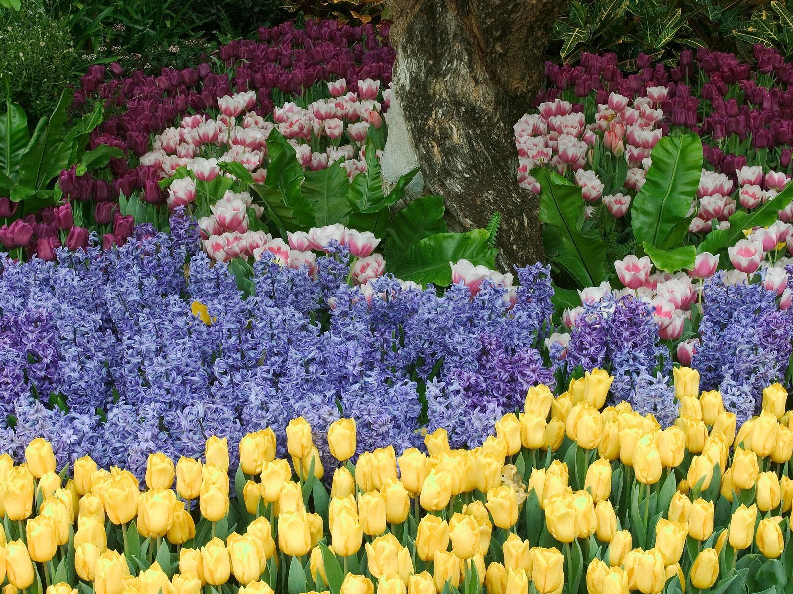 Download wallpaper 1600x1200 tulips, flowers, hyacinths, flowerbed