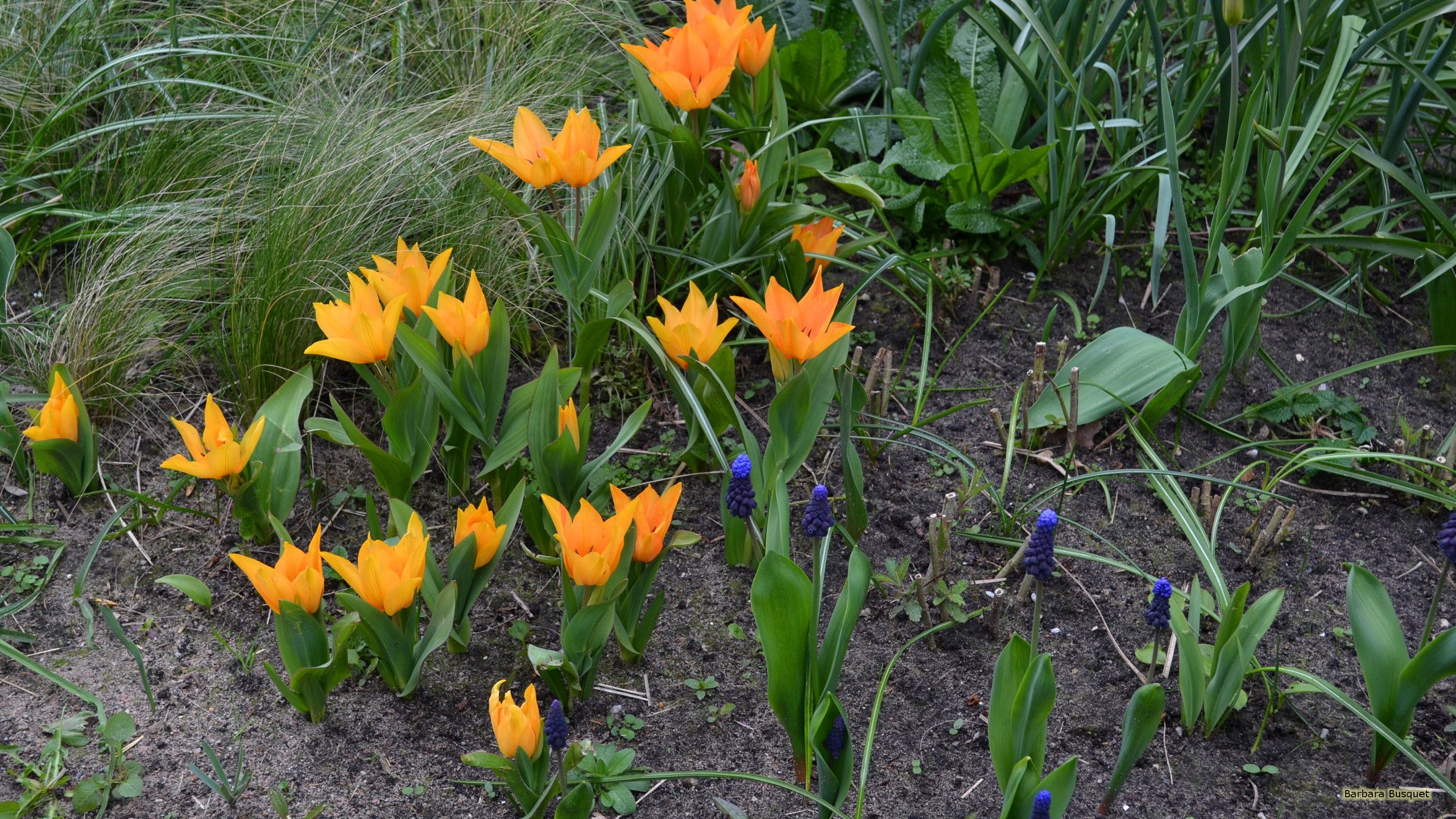 Grape hyacinths and orange flowers HD Wallpaper