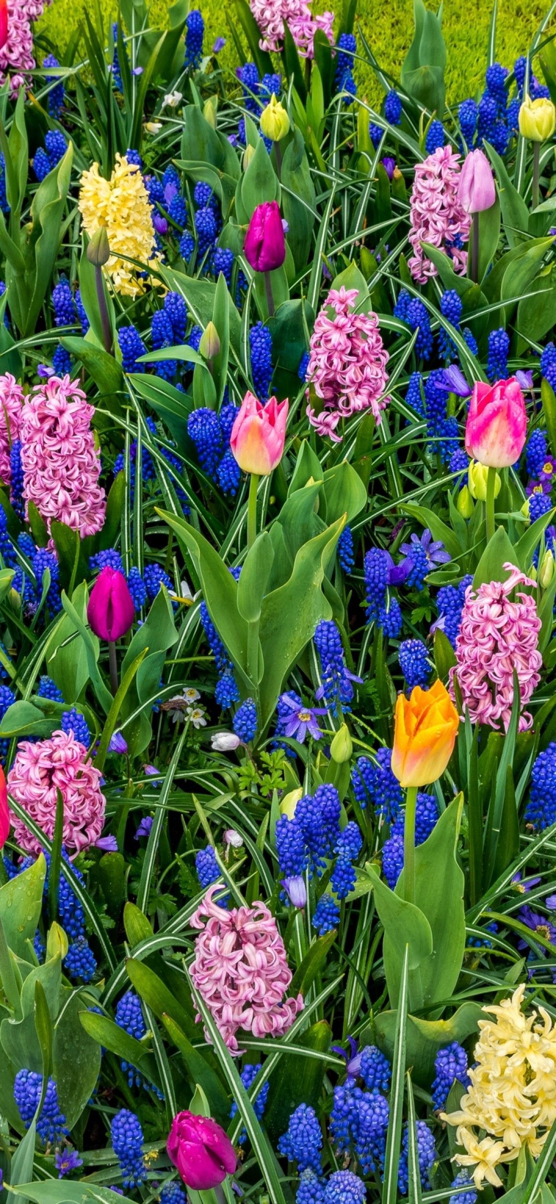Download 1125x2436 Hyacinth, Purple, Tulip, Colorful, Garden, Blue