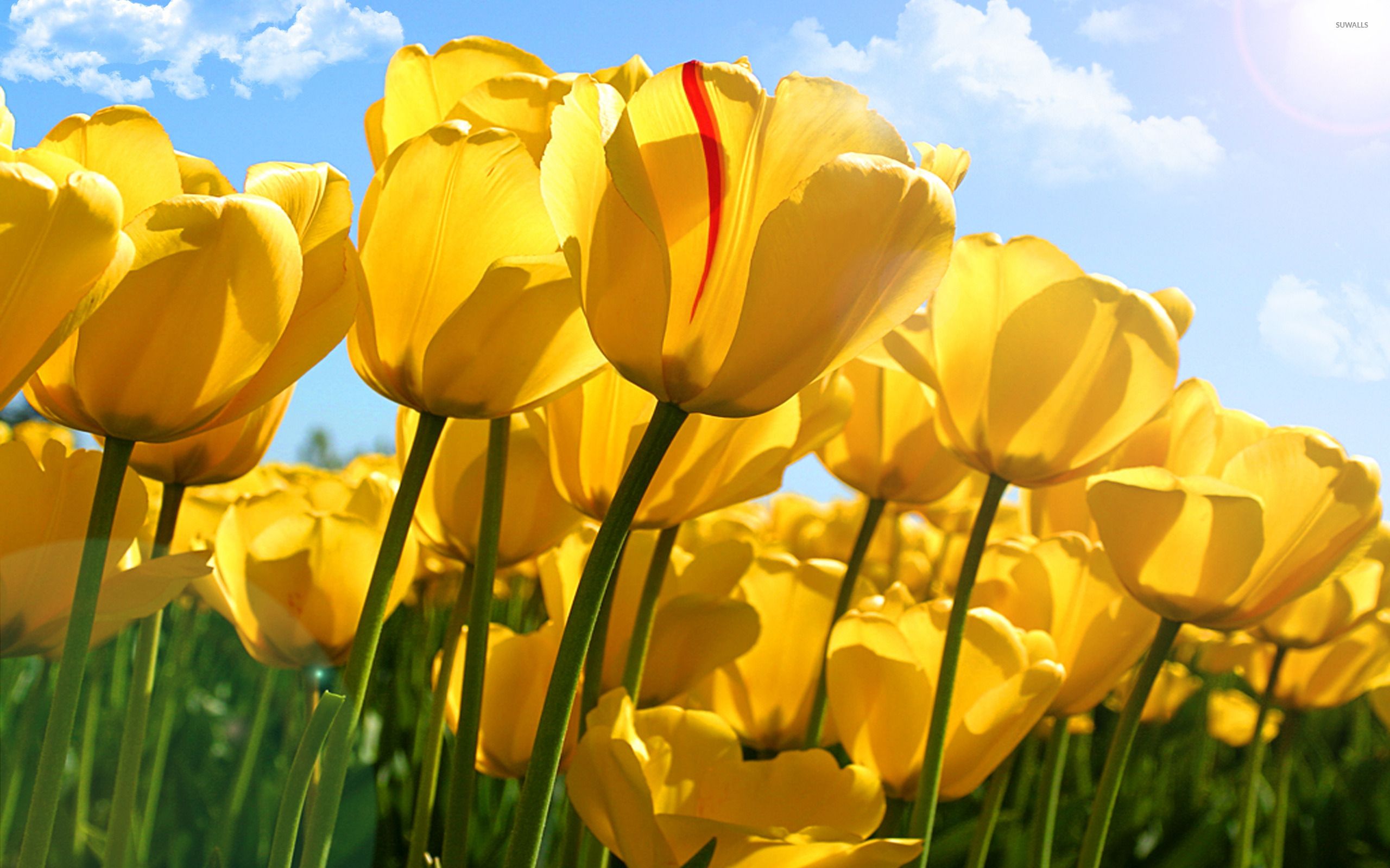 Yellow tulips [5] wallpaper wallpaper