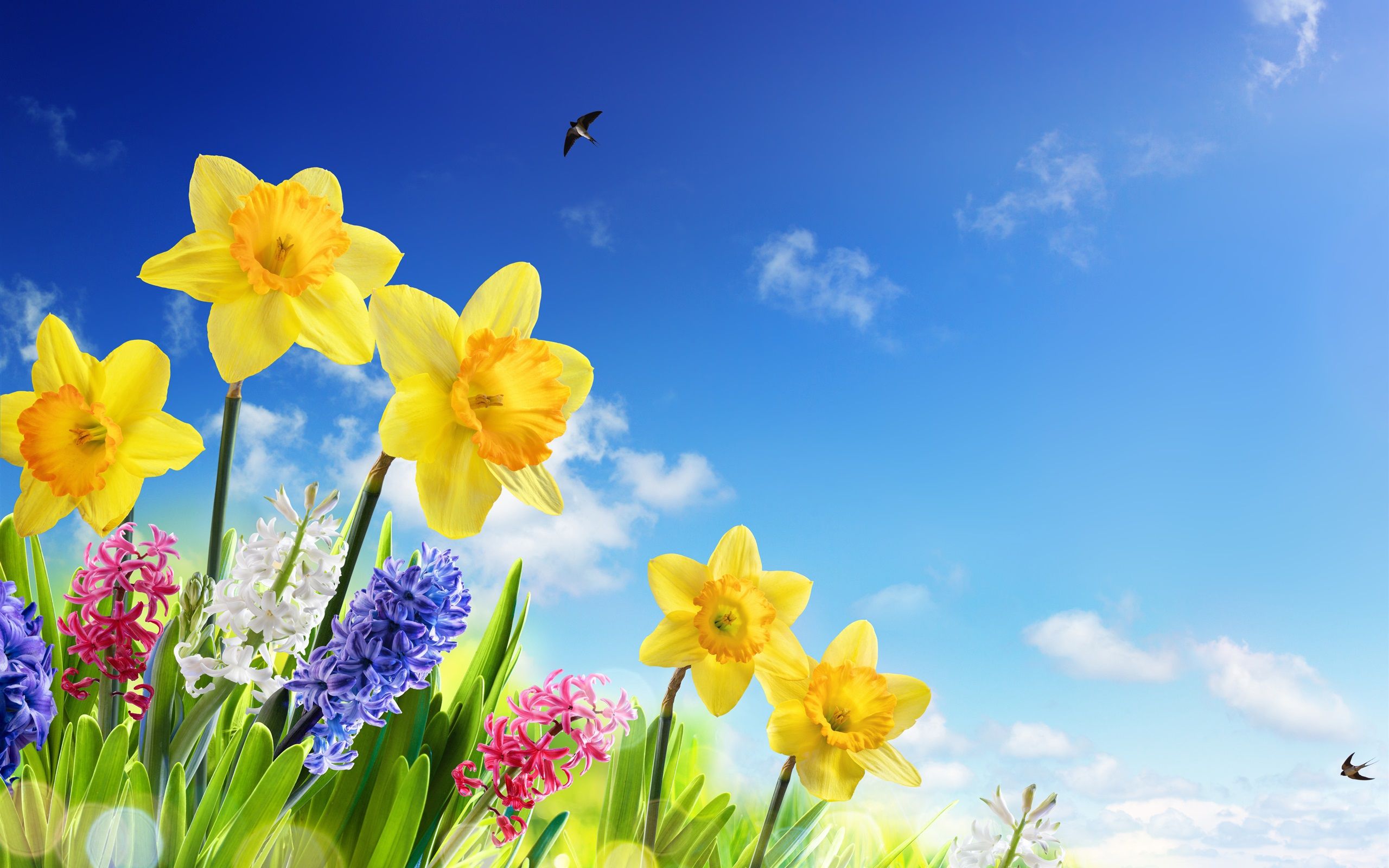 Wallpaper Yellow daffodils, hyacinth, colorful flowers, swallows