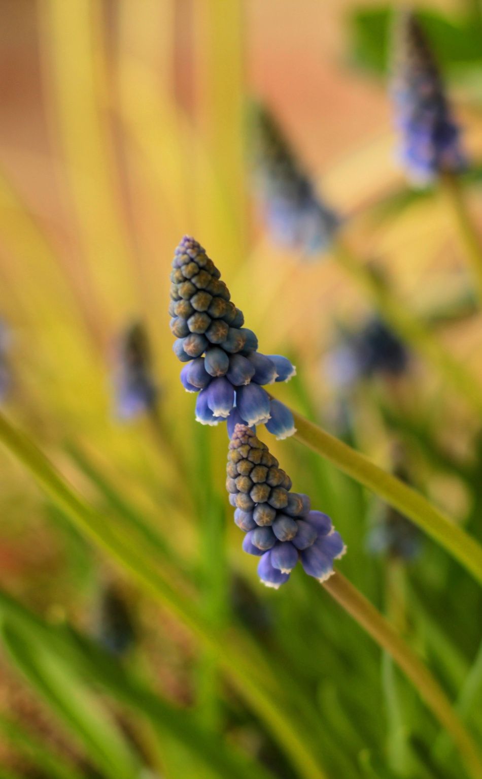 Download 950x1534 wallpaper muscari, hyacinth, blue flowers