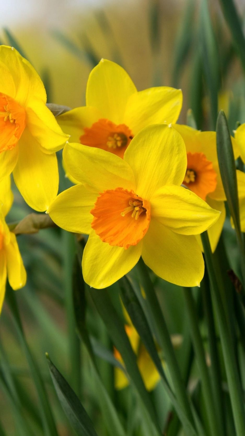 Download wallpaper 938x1668 daffodils, flowers, bright, flowerbed