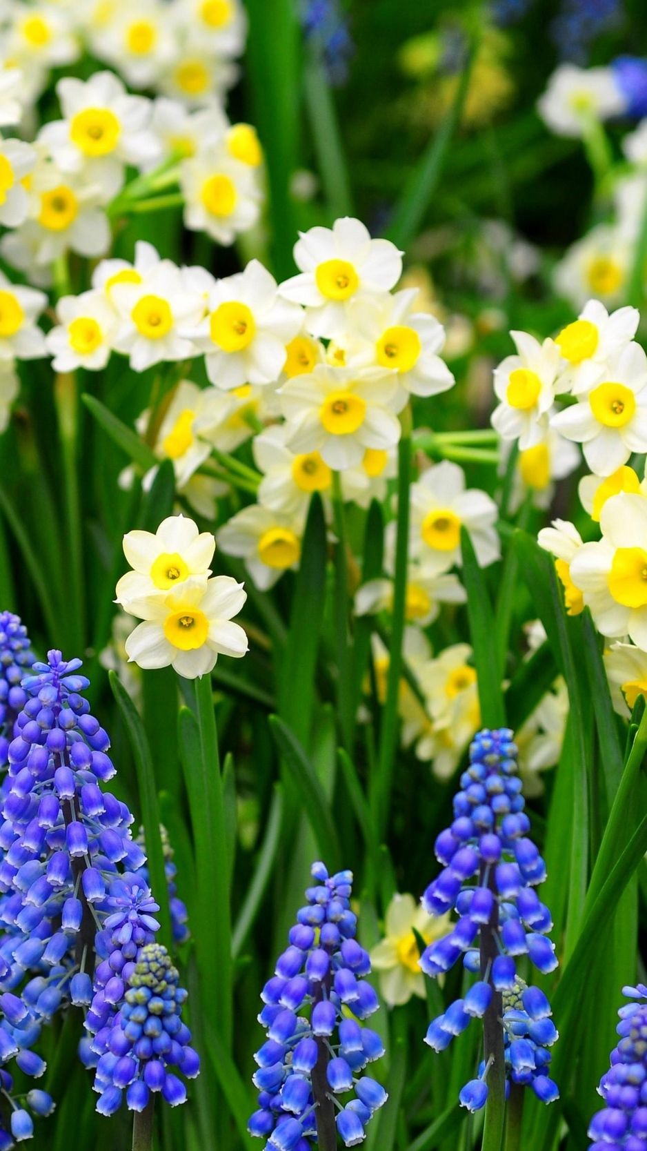 Wallpaper Daffodils, Muscari, Flowers, Flowerbed, Green