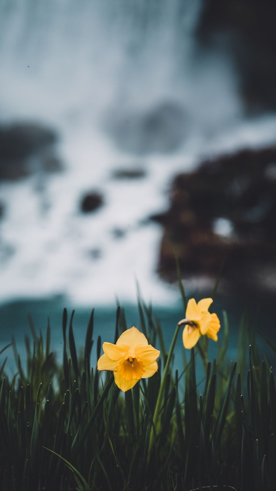 Download wallpaper 938x1668 daffodils, flowers, grass, blur iphone