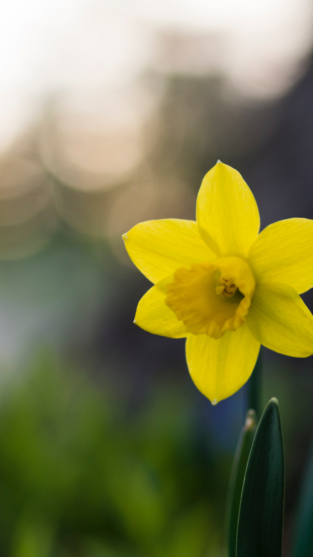 Daffodil Macro IPhone Wallpaper. Backyard Vegetable Gardens
