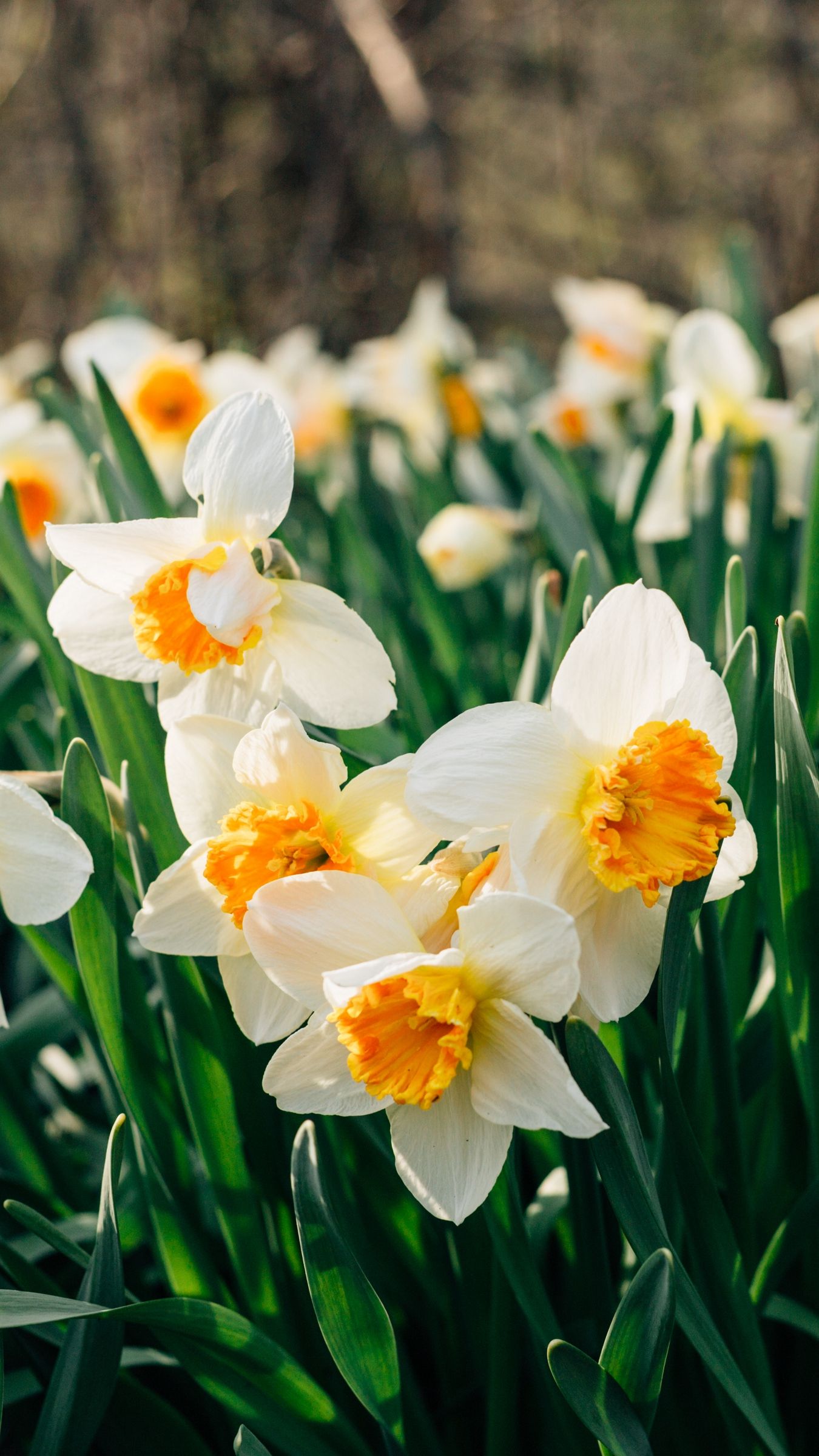 Download wallpaper 1350x2400 daffodils, flowers, flower bed iphone