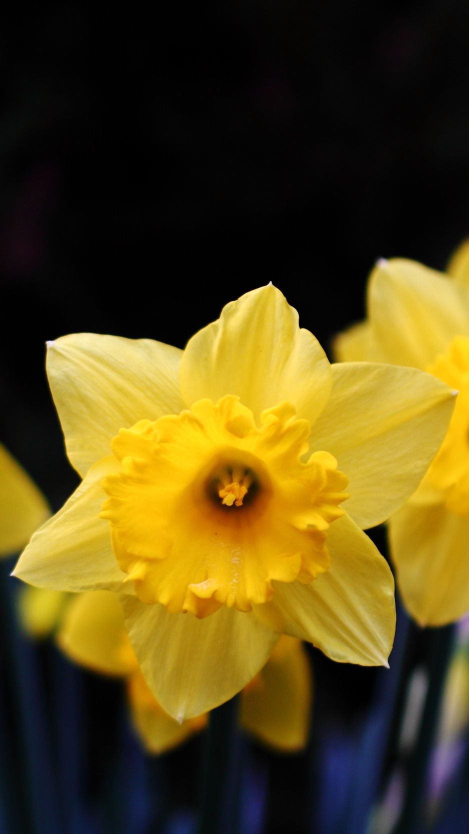 Download Wallpaper 938x1668 Daffodil, Flowering, Yellow Iphone 8 7