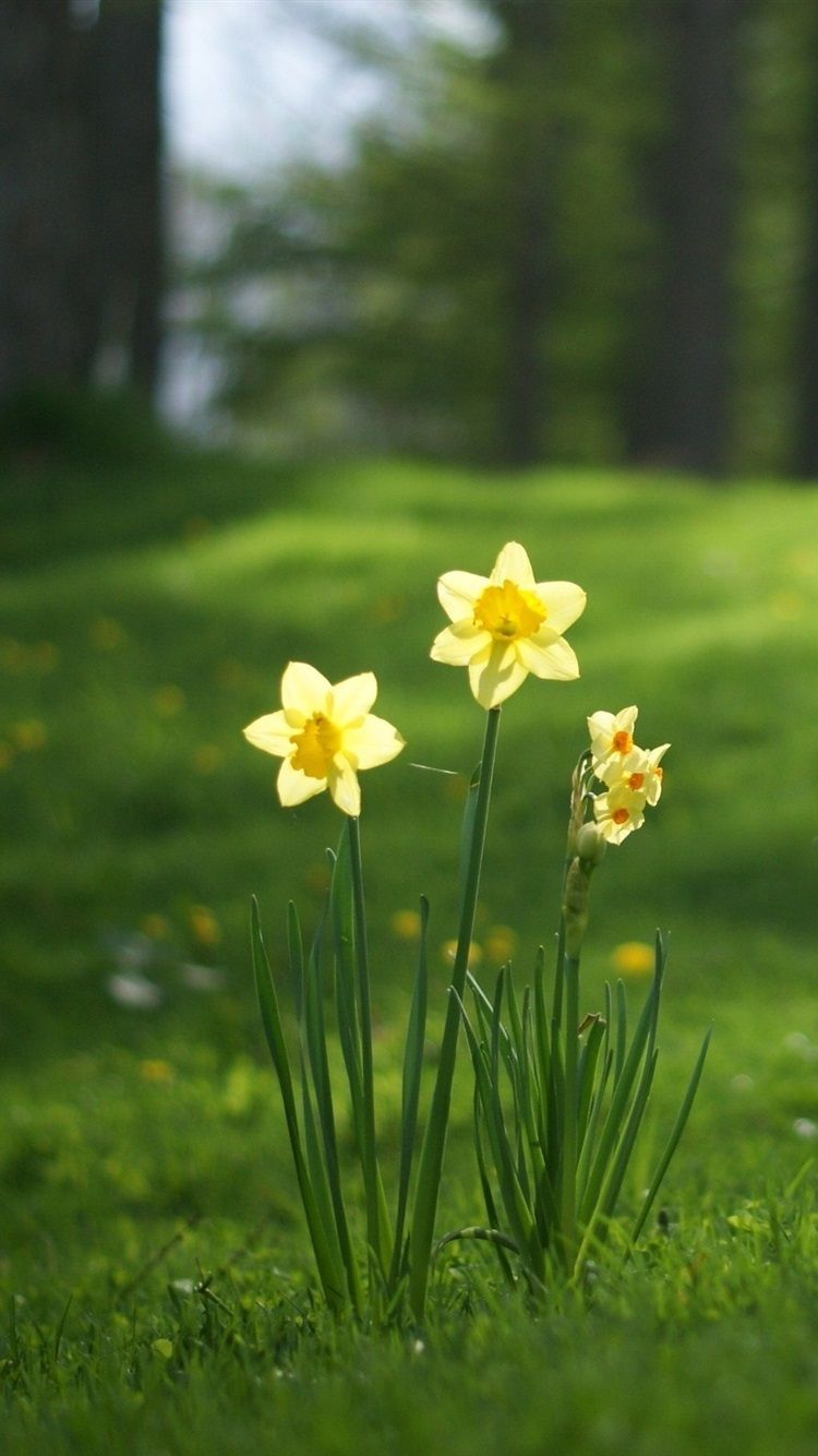 Daffodils, Grass 750x1334 IPhone 8 7 6 6S Wallpaper, Background