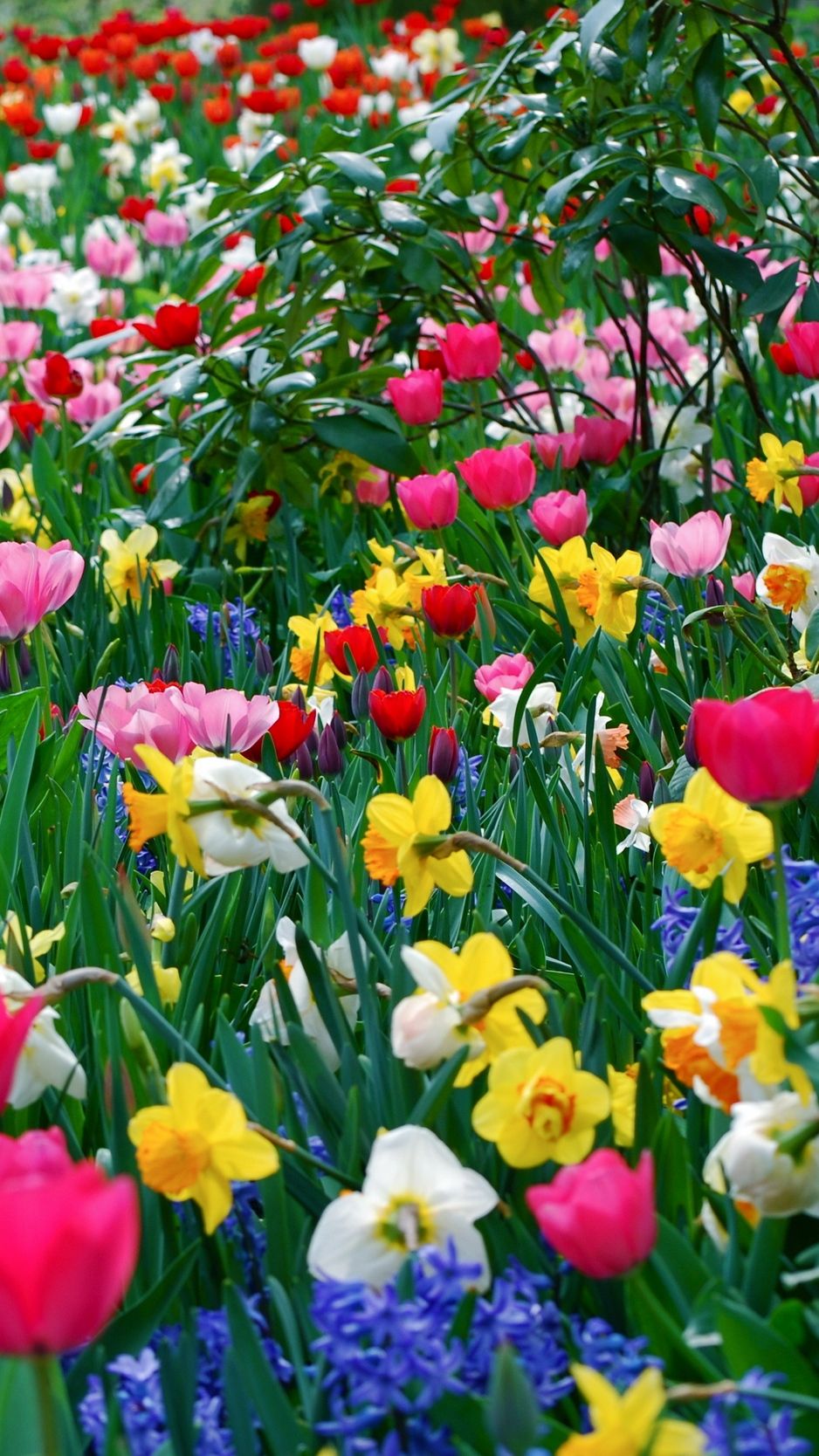 Download wallpaper 938x1668 tulips, daffodils, flowers, meadow