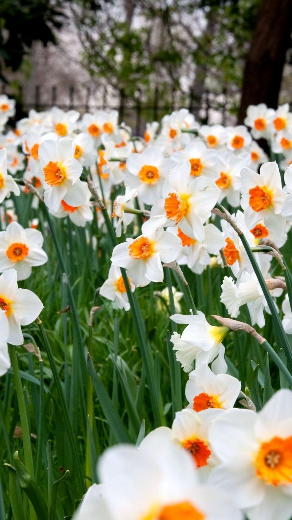 Download wallpaper 938x1668 daffodils, flowers, herbs, lawn