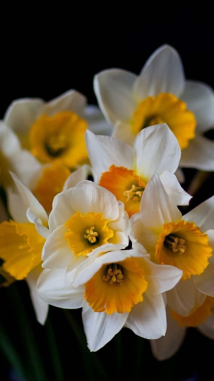 Daffodils, Flowers Close Up, Black Background 750x1334 IPhone 8 7