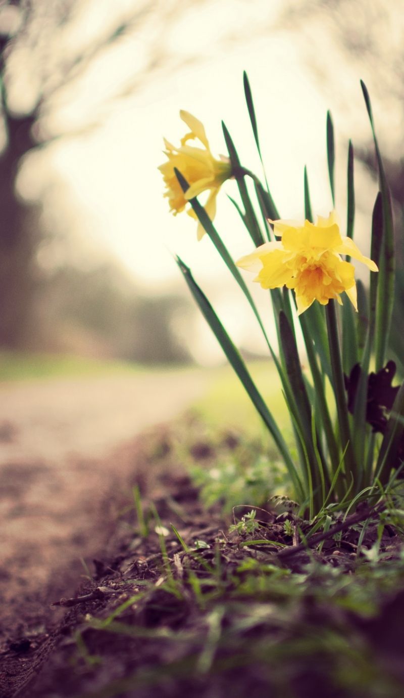Download Daffodils, 5k, 4k wallpaper, flowers, spring, nature