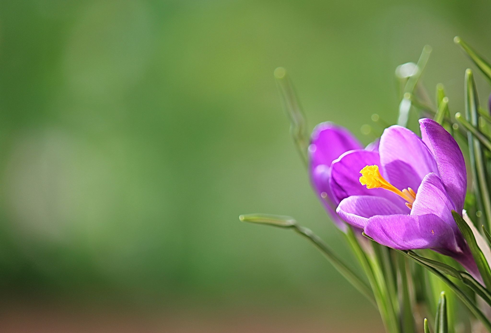 Crocus HD Wallpaper
