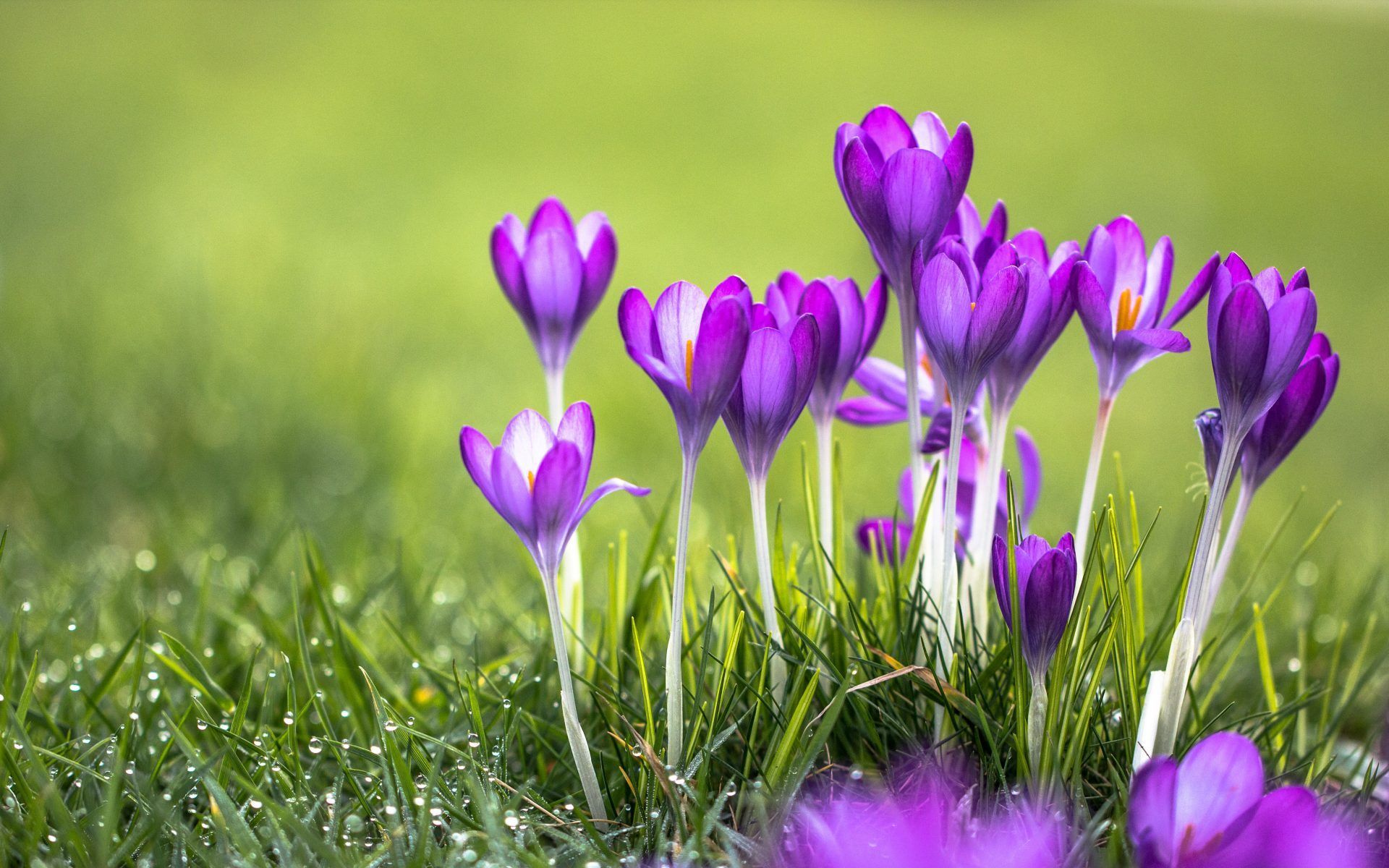 Crocus HD Wallpaper. Background. Crocus