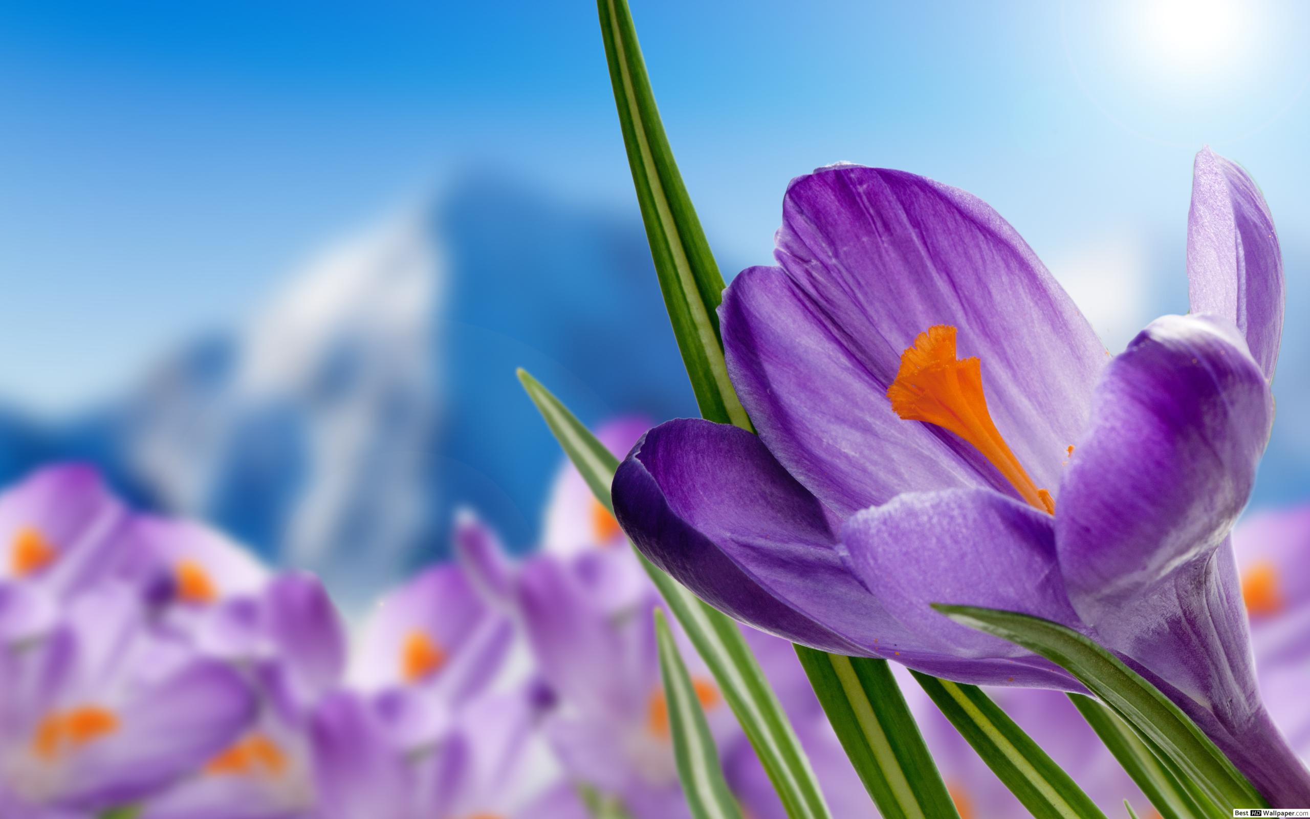 Purple crocus flower close up HD wallpaper download