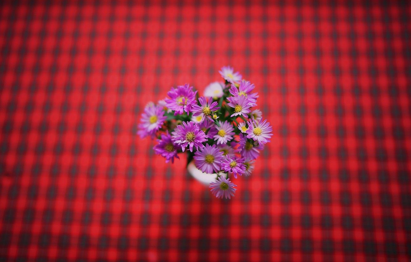 Wallpaper Red, Black, Close Up, Flowers, Pattern, Macro, Blur