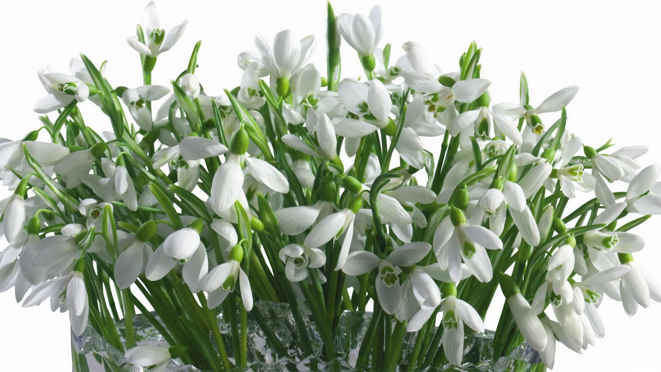 White snowdrop flowers, snowdrops, flowers, bouquet, vase, white