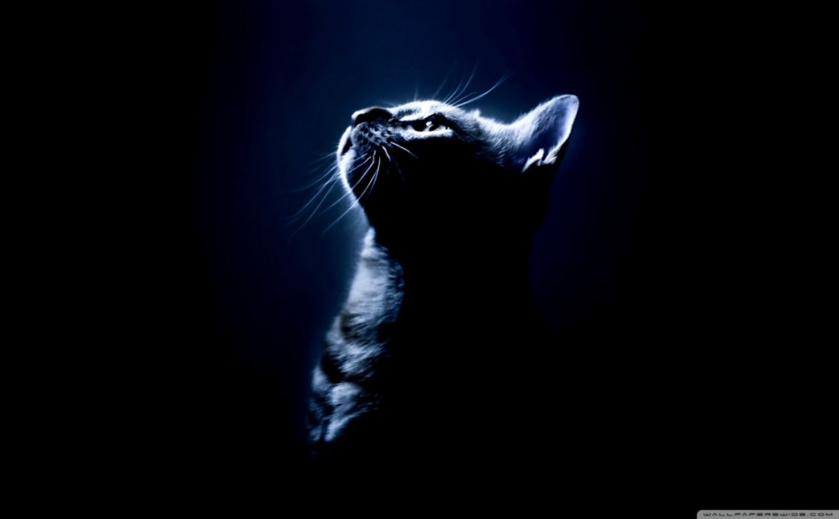 Kitten In The Dark ❤ 4k HD Desktop Wallpaper For 4k Ultra HD