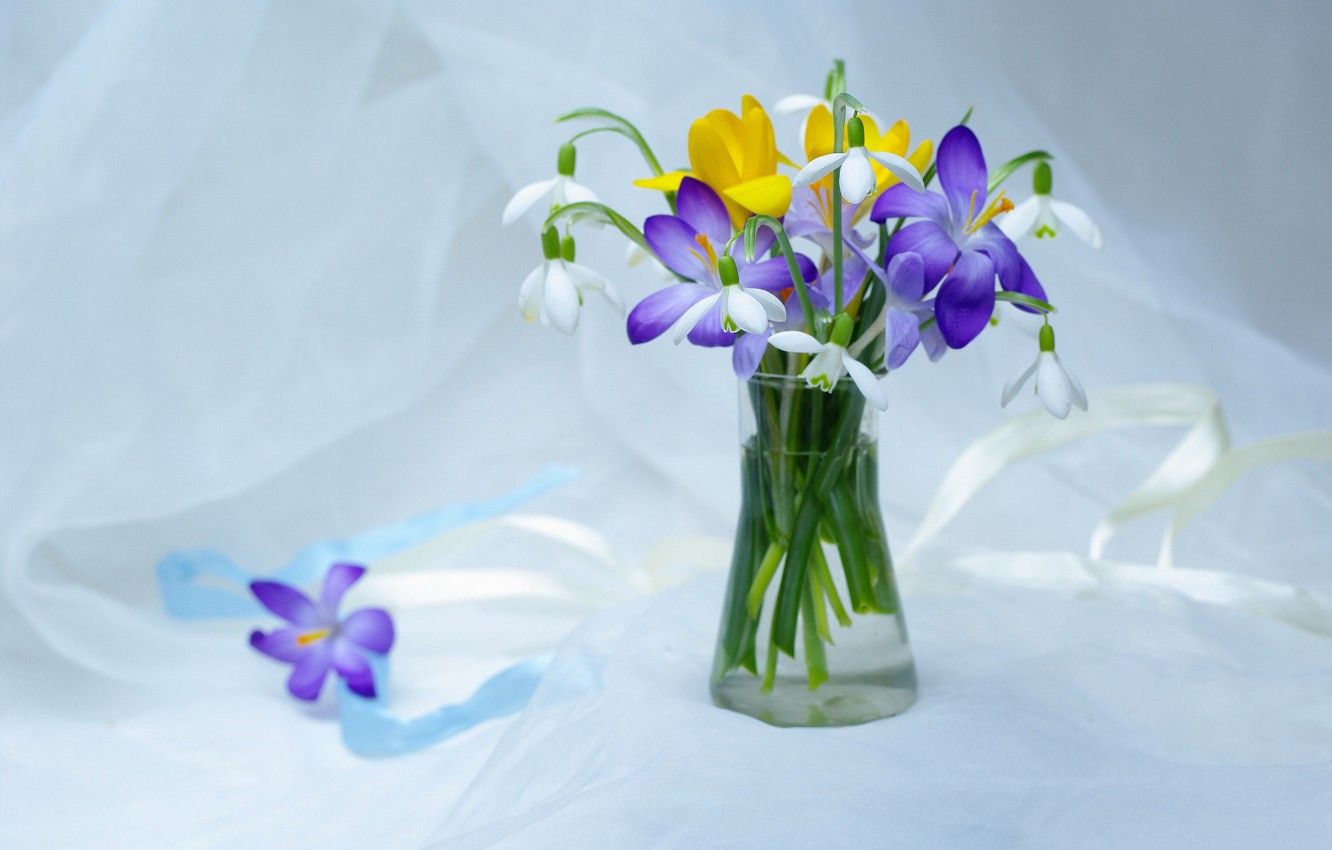 Wallpaper flowers, tenderness, beauty, plants, spring, snowdrops