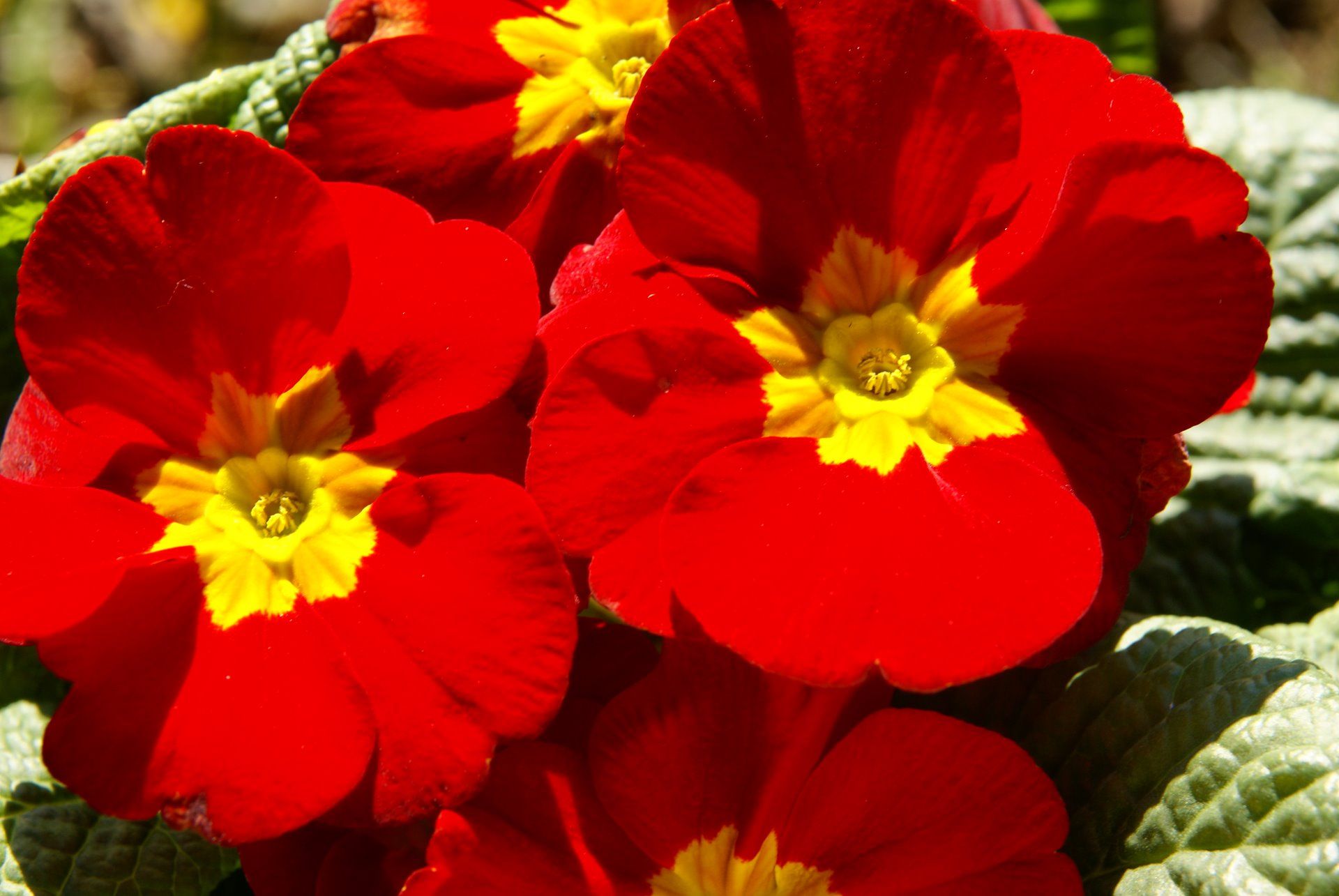 Primrose Bouquet Wallpapers - Wallpaper Cave