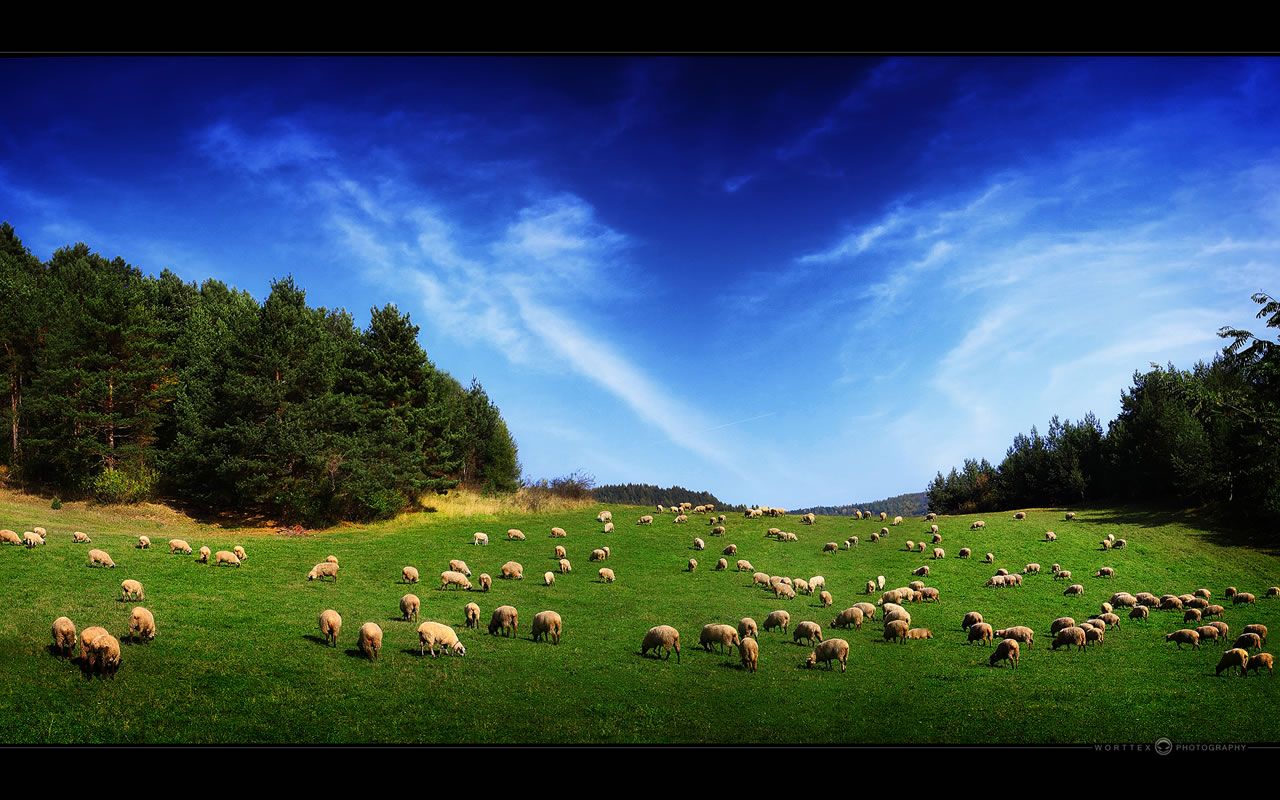 Free download Windows Vista Wallpaper Sheep Land Wallpaper