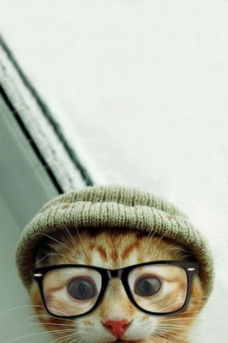 Hipster Cats HD iPhone Wallpapers - Wallpaper Cave