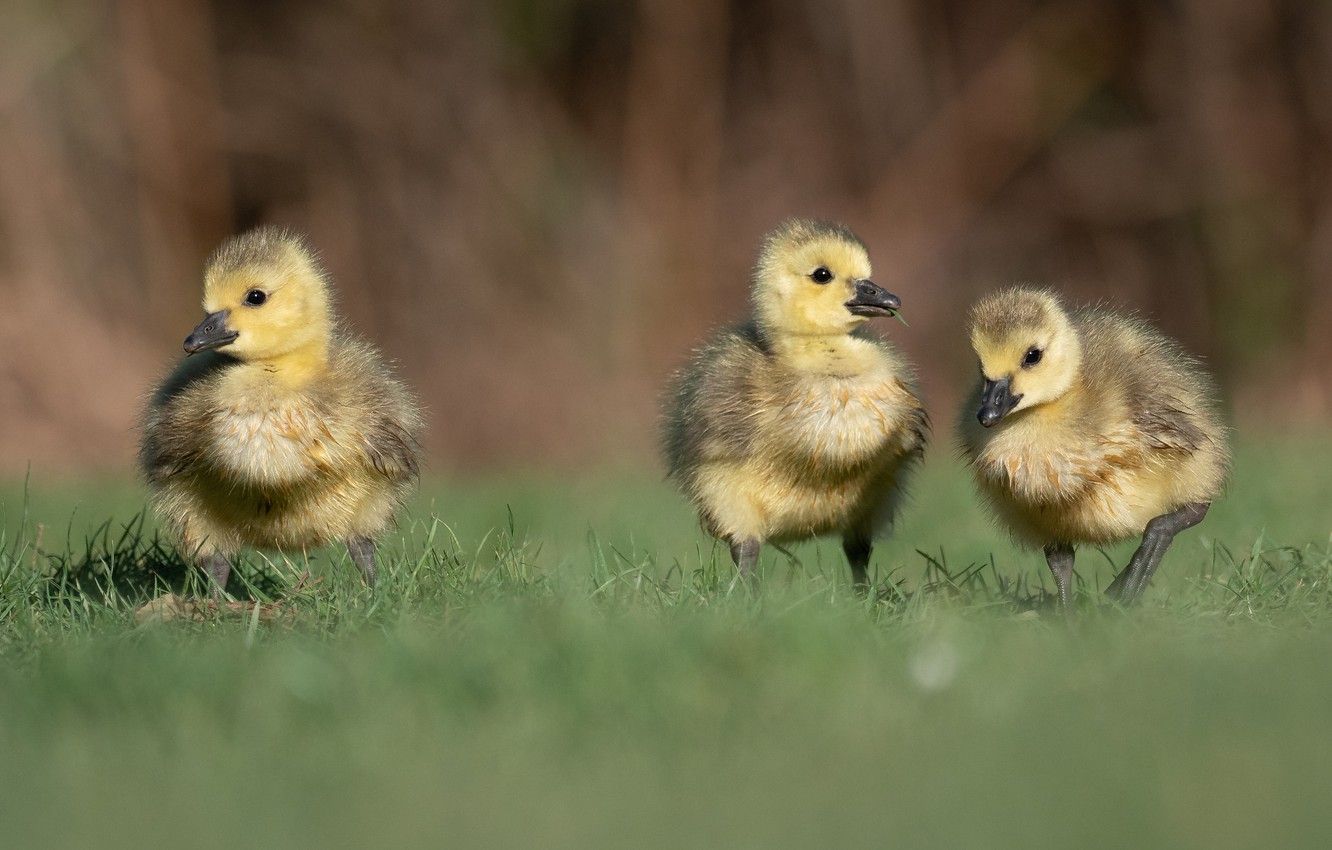 Spring Chick Wallpapers - Wallpaper Cave