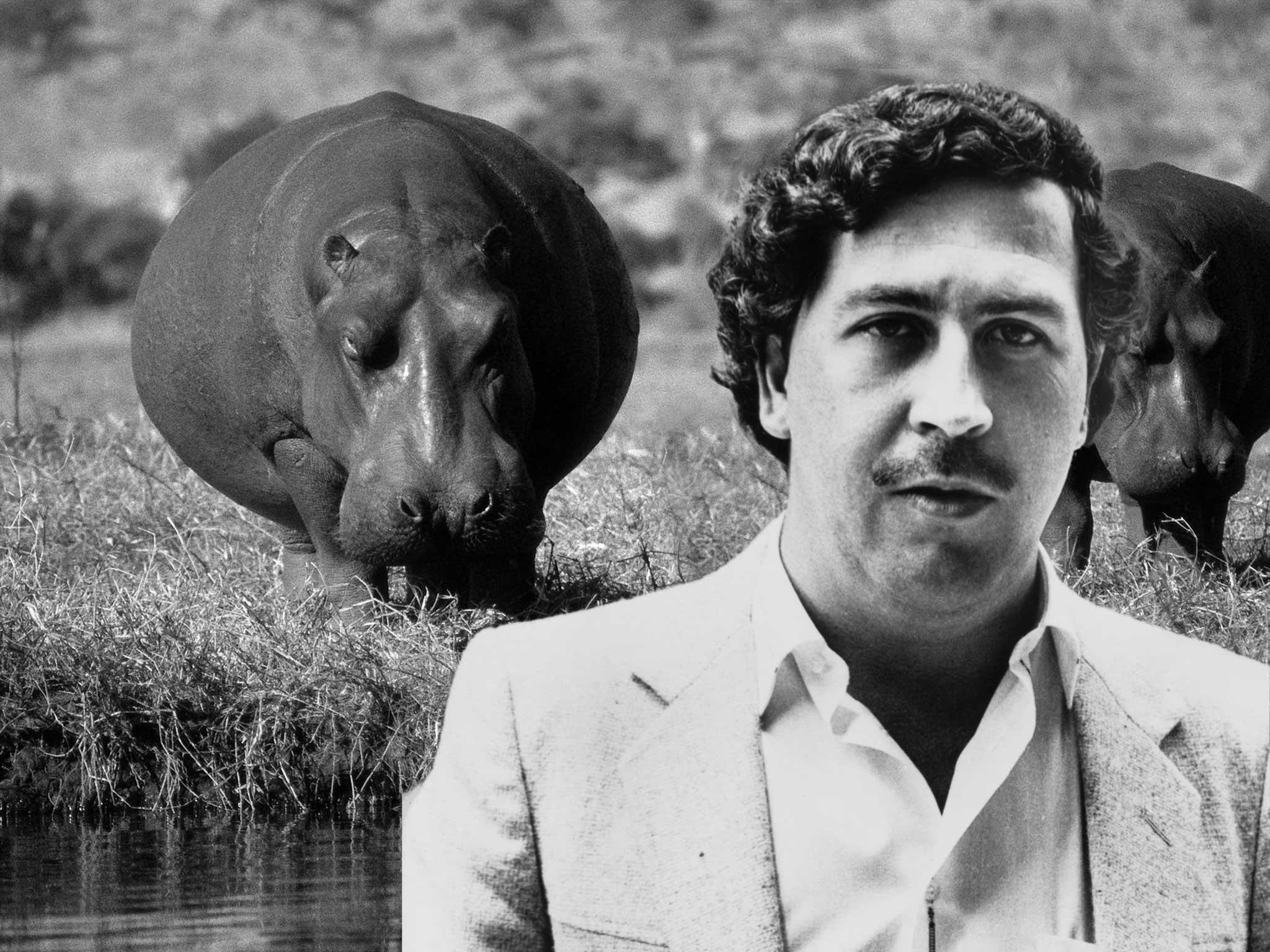 Pablo Escobar, HD Wallpaper & background Download